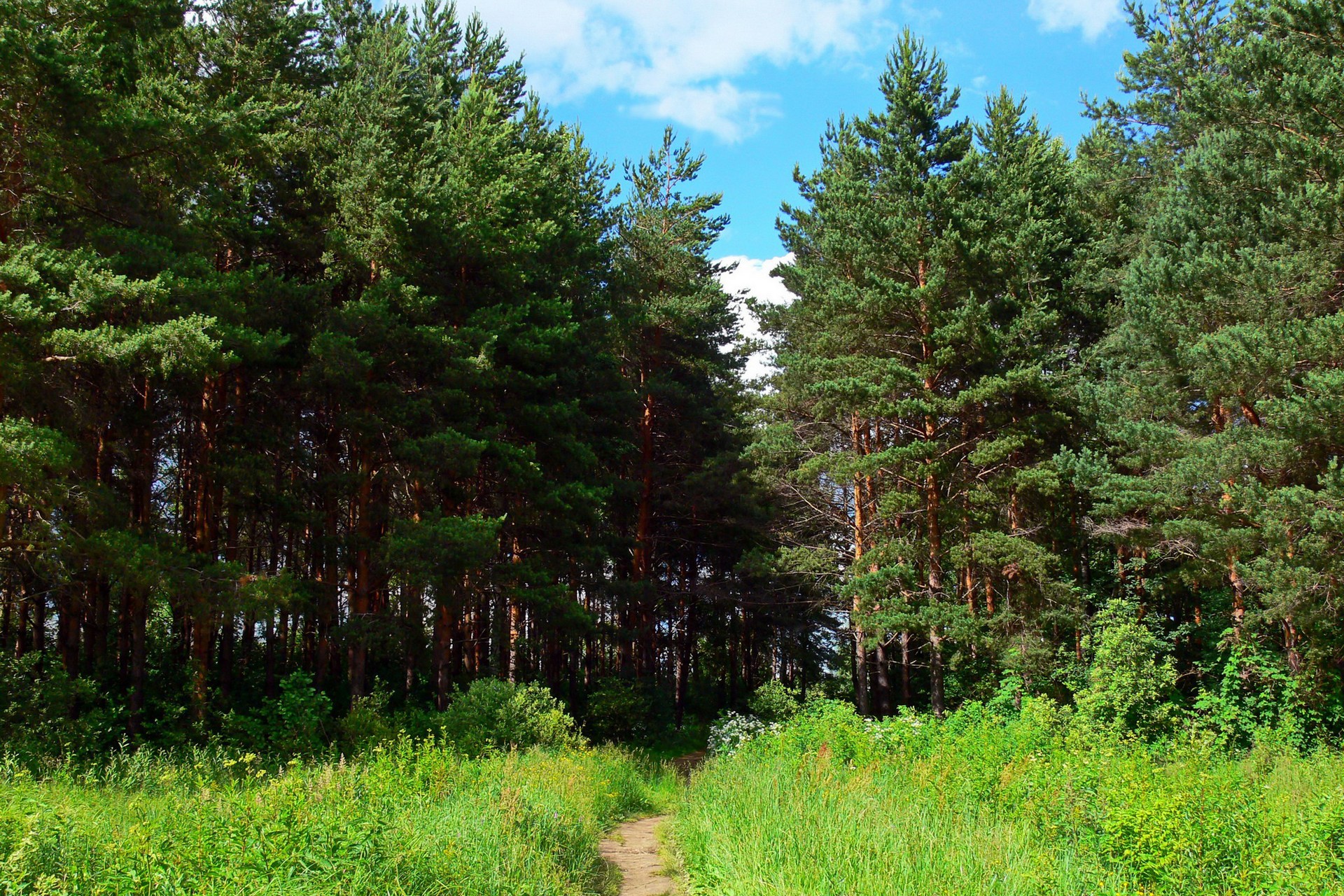 древесина, россия