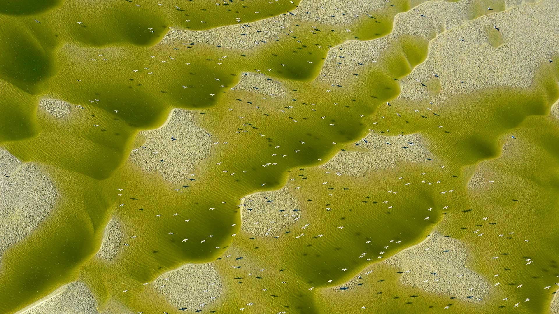 на поверхности зеленой поверхности много крошечных черных жуков