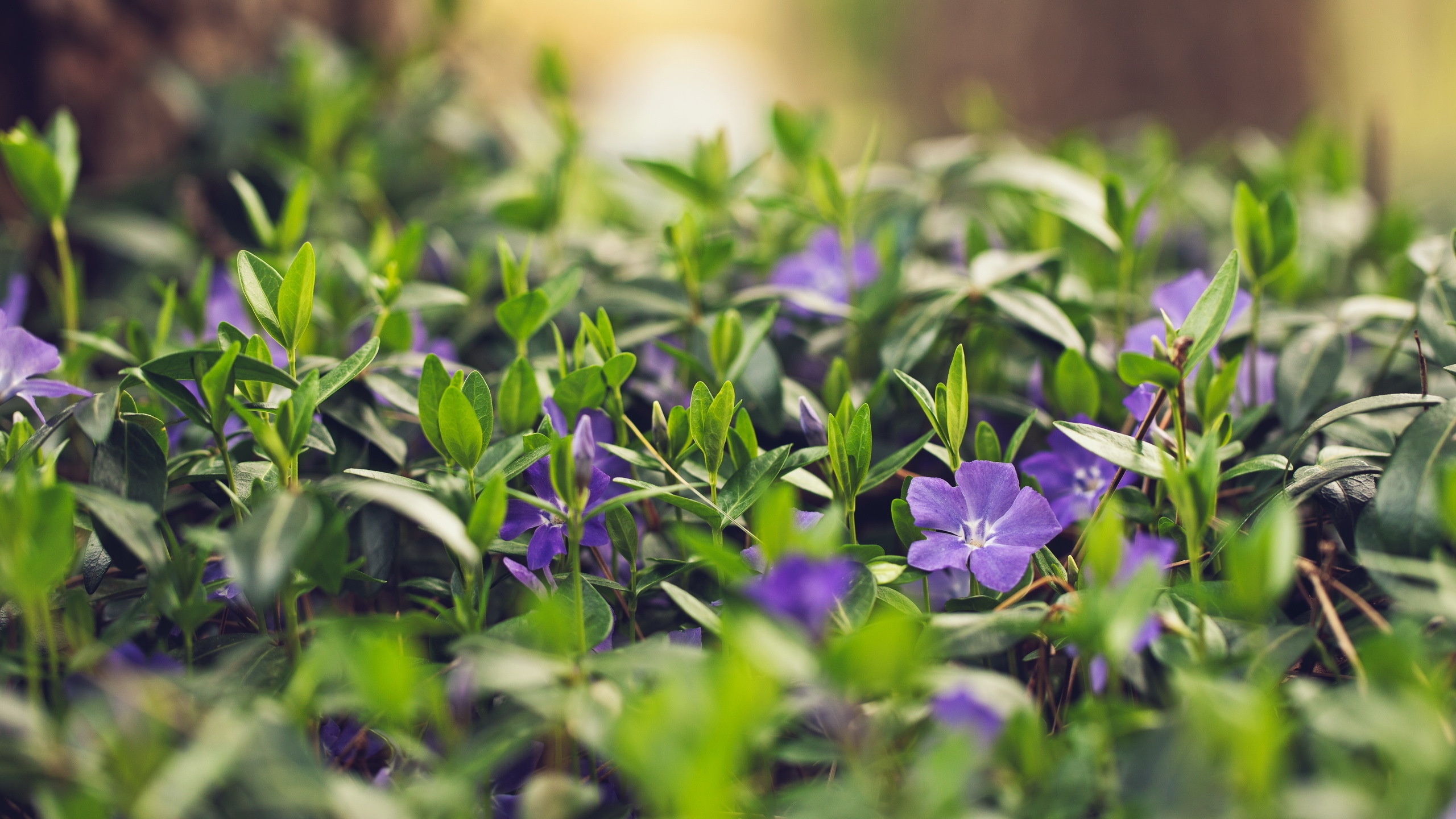 цветы, flowers, трава