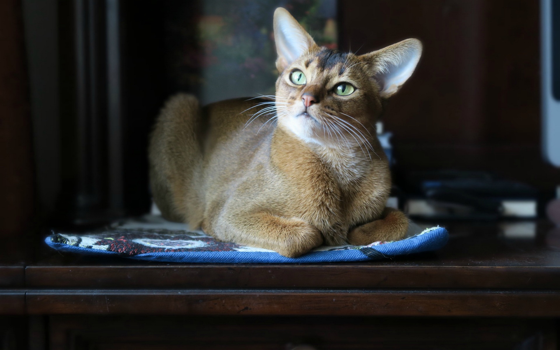 гратис, караван