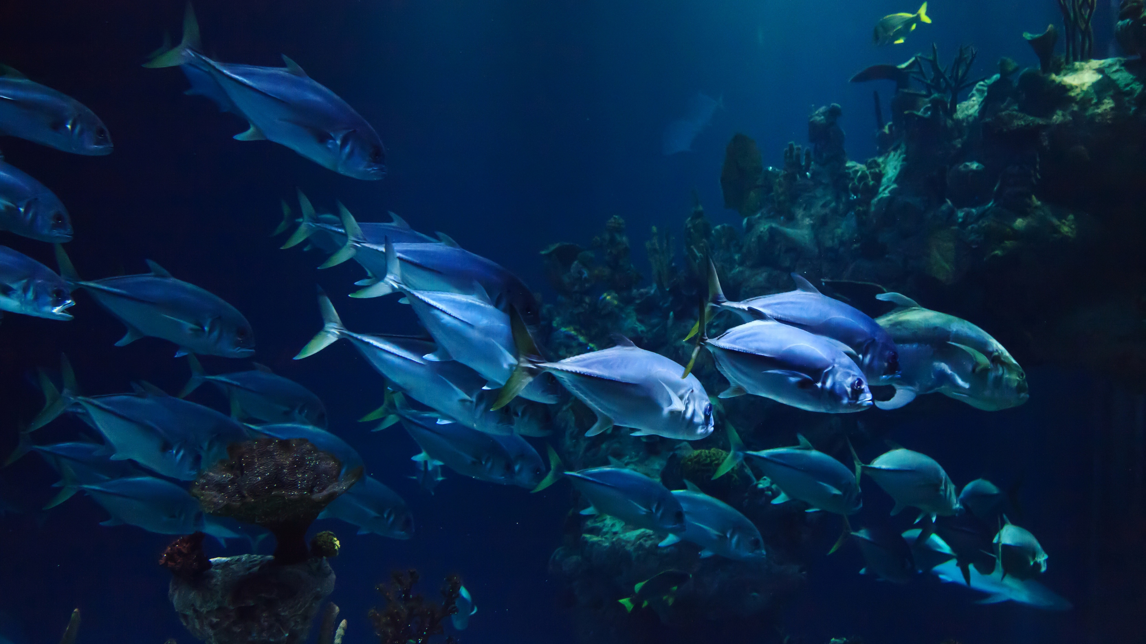 fish, море
