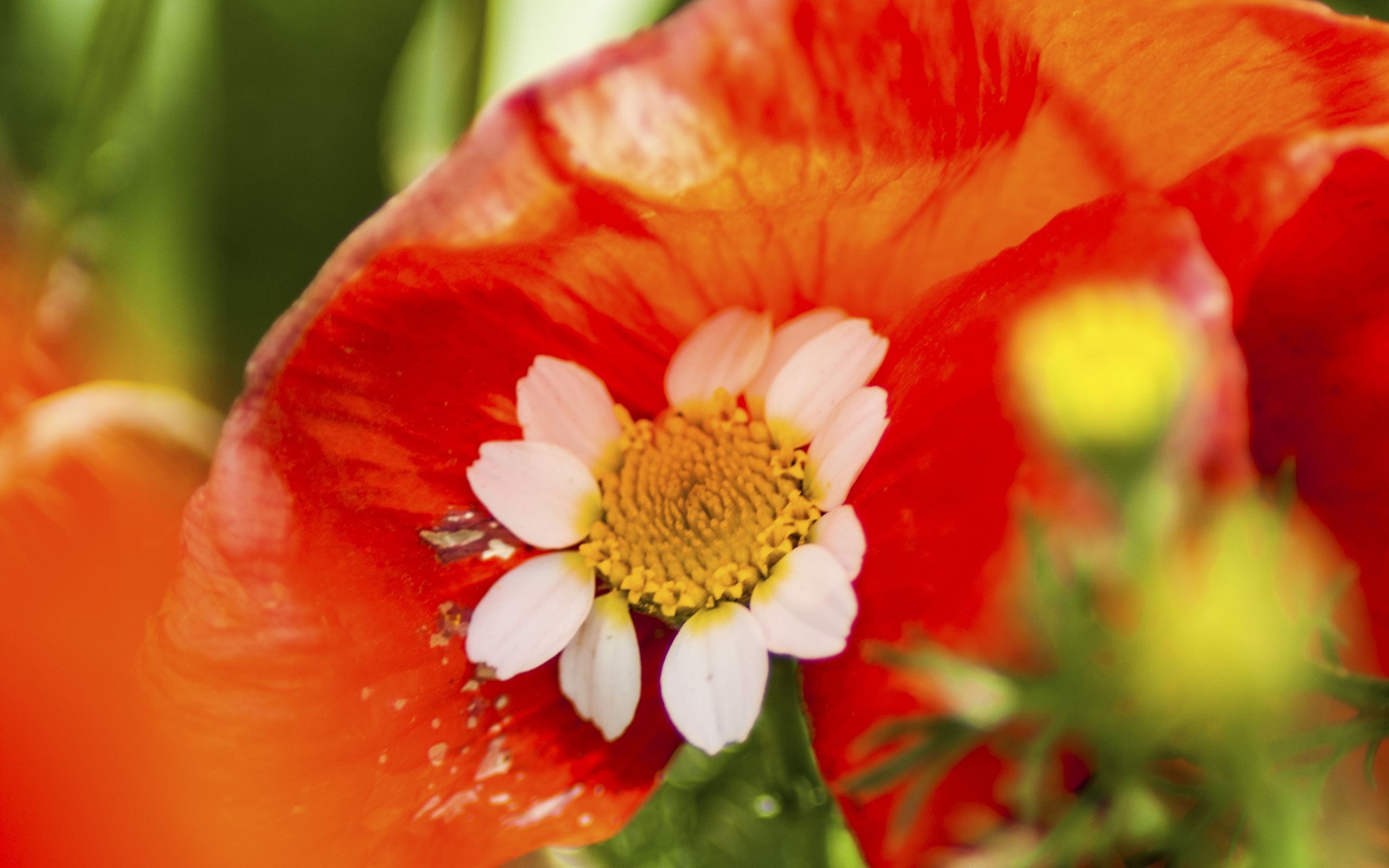 zinnia, zinnia