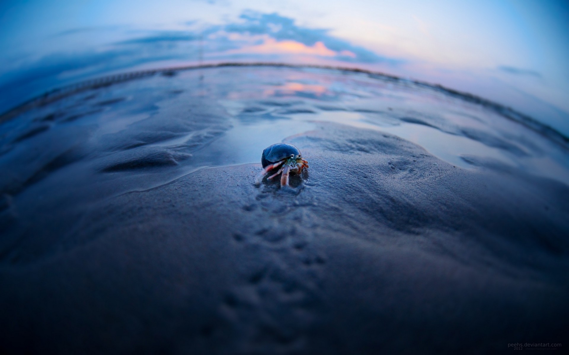 crab, море