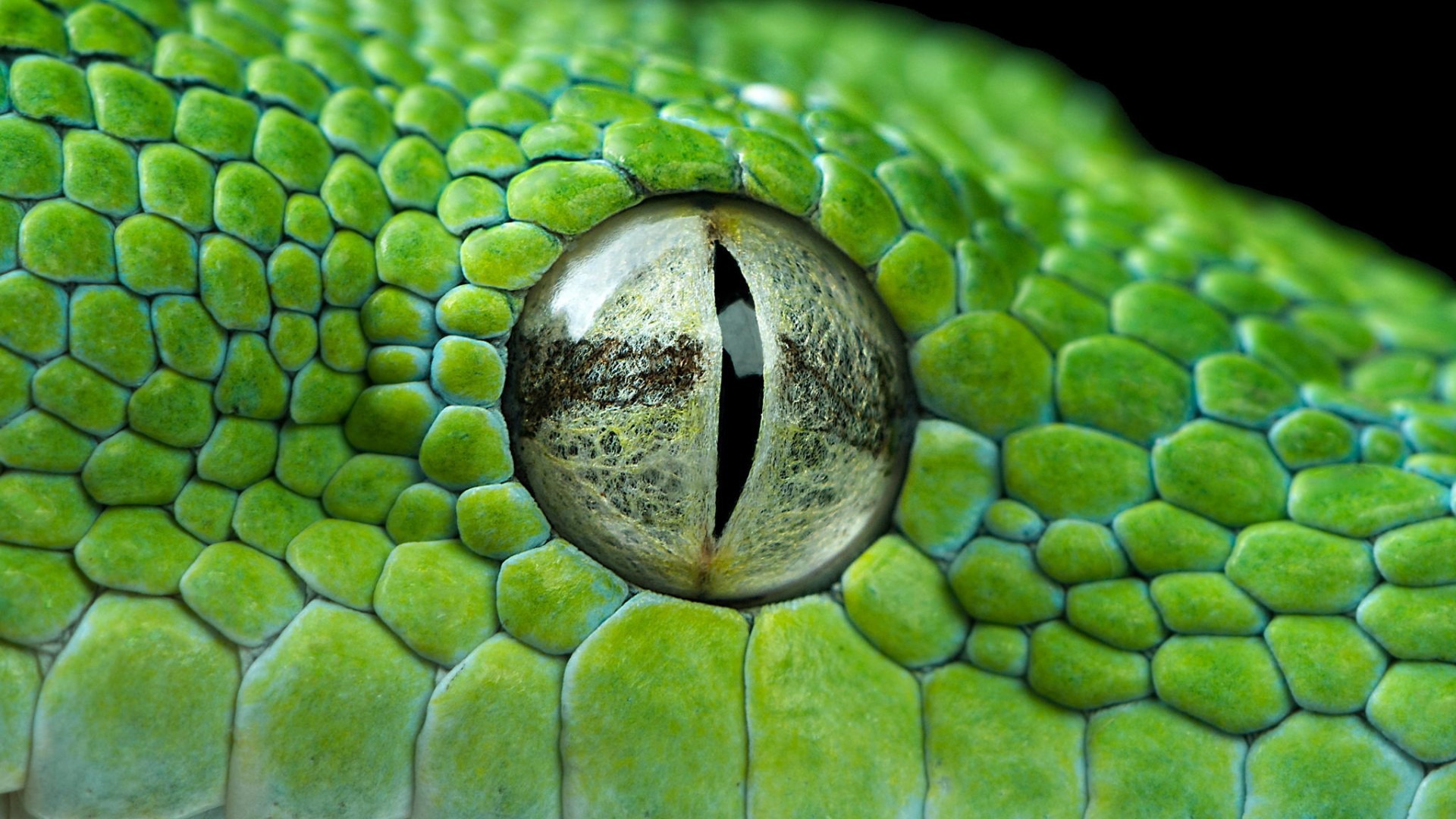 глаз, snake, vind