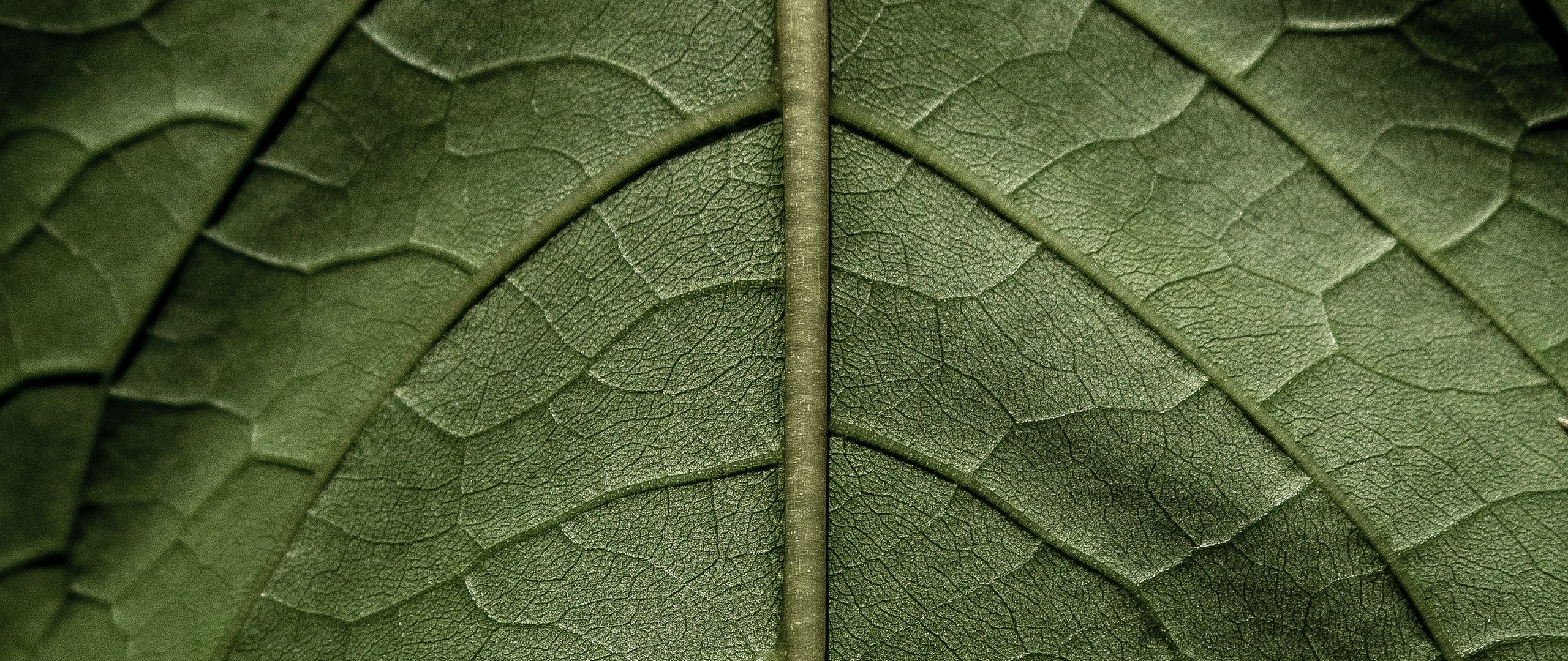 зелёный, leaf, во