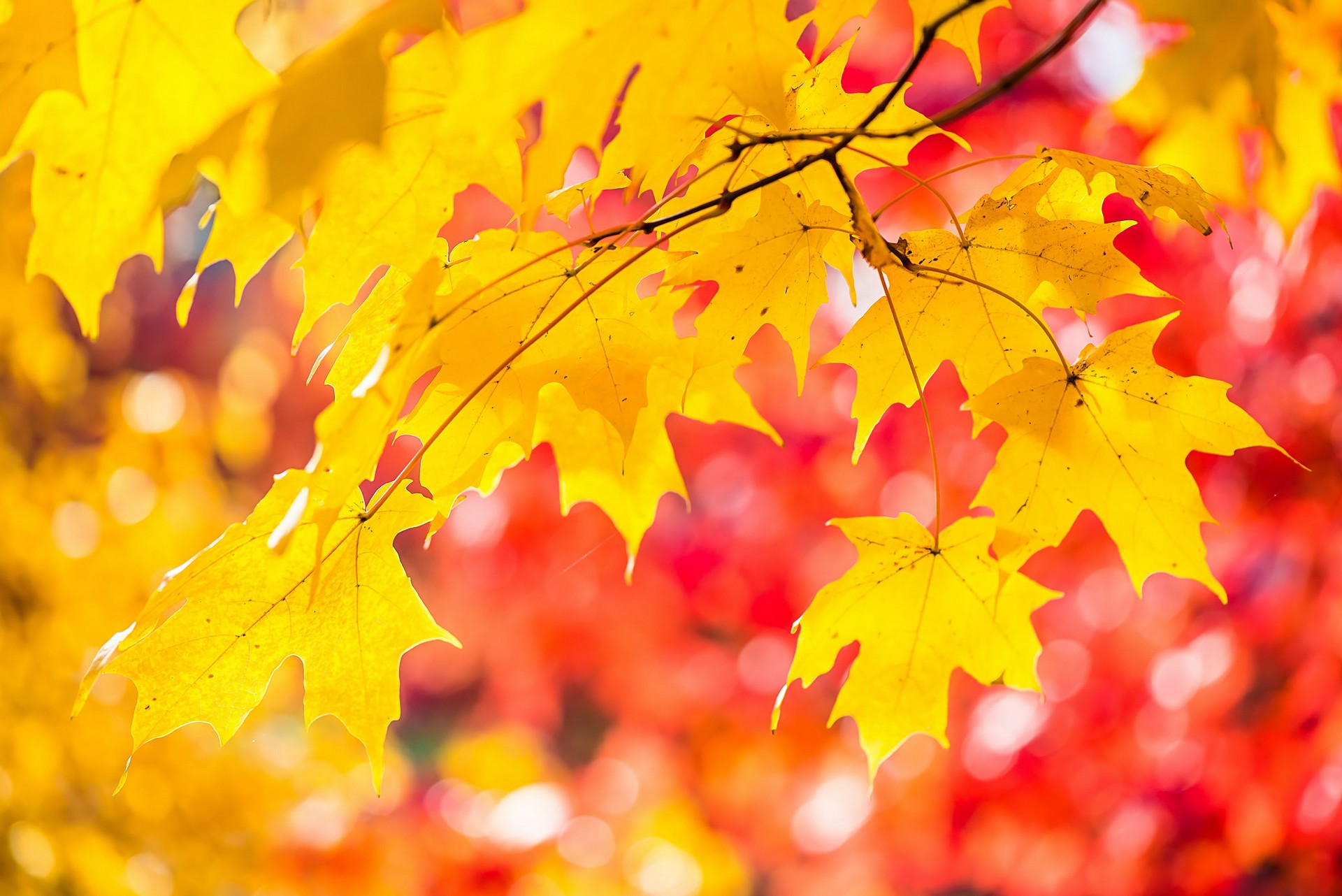 maple, лист, осень