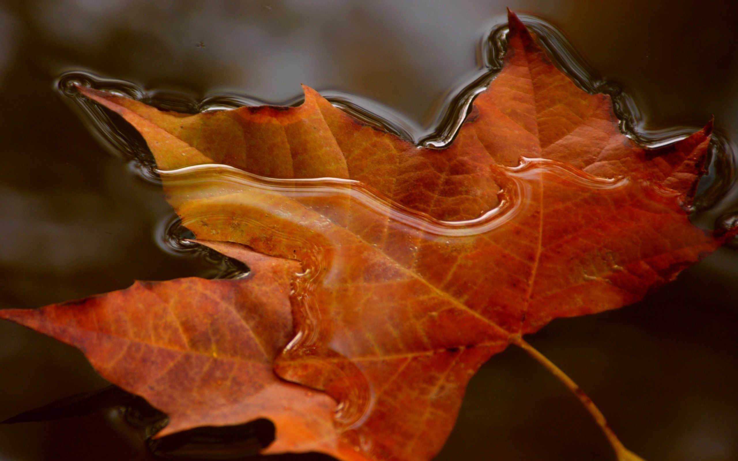 лист, water, maple