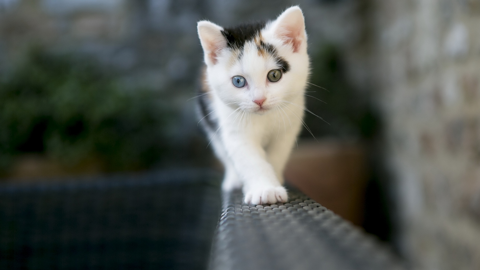 кот