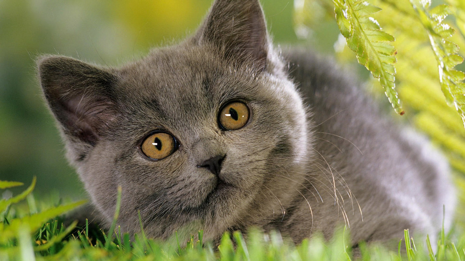 коу, котенок, британец