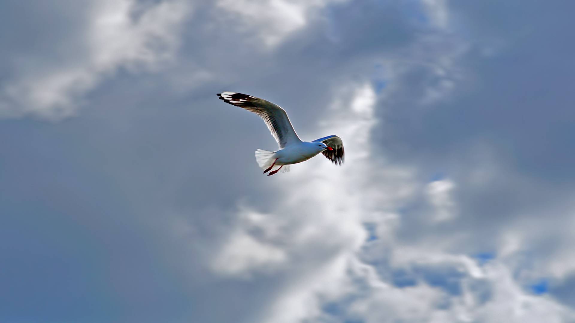 травка, википедия