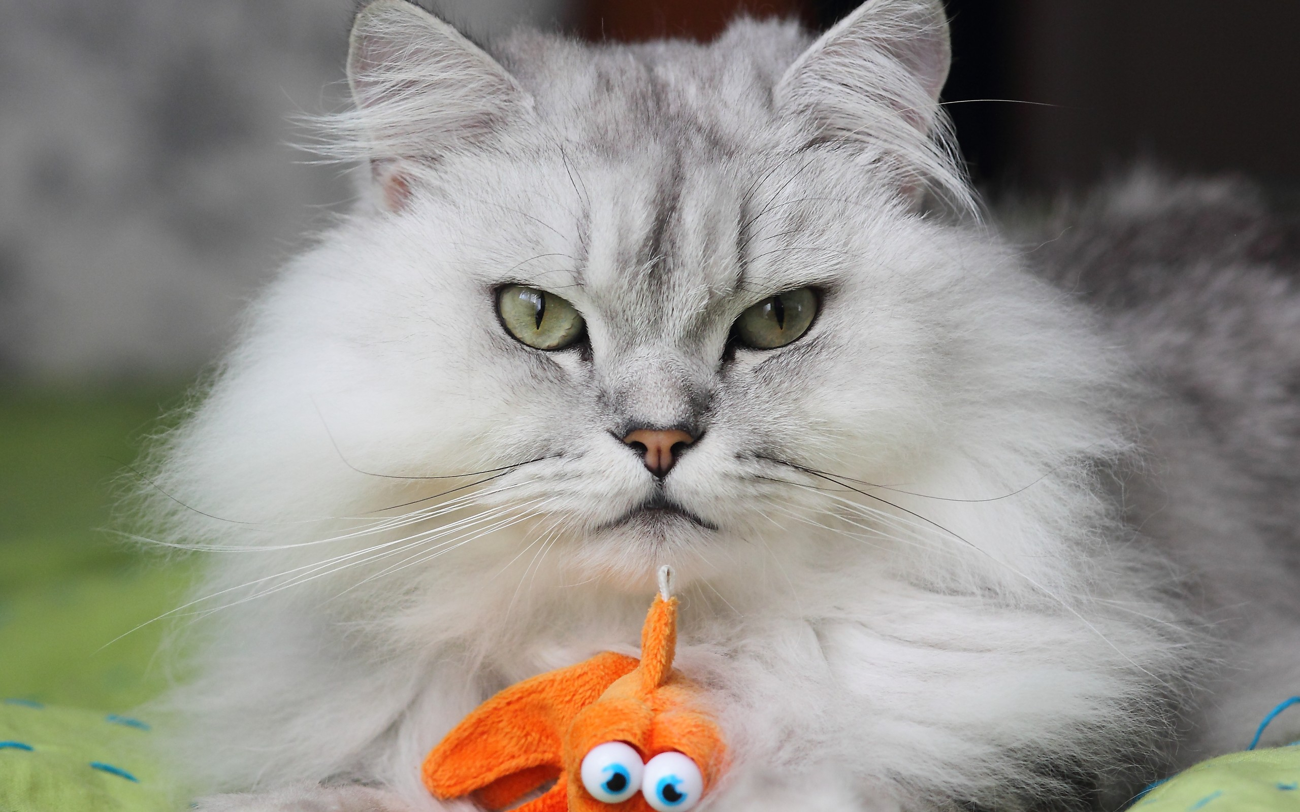 mauïsha, ч, серебро
