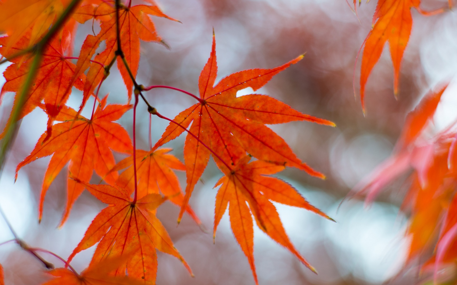 Оранжевые листья осенью