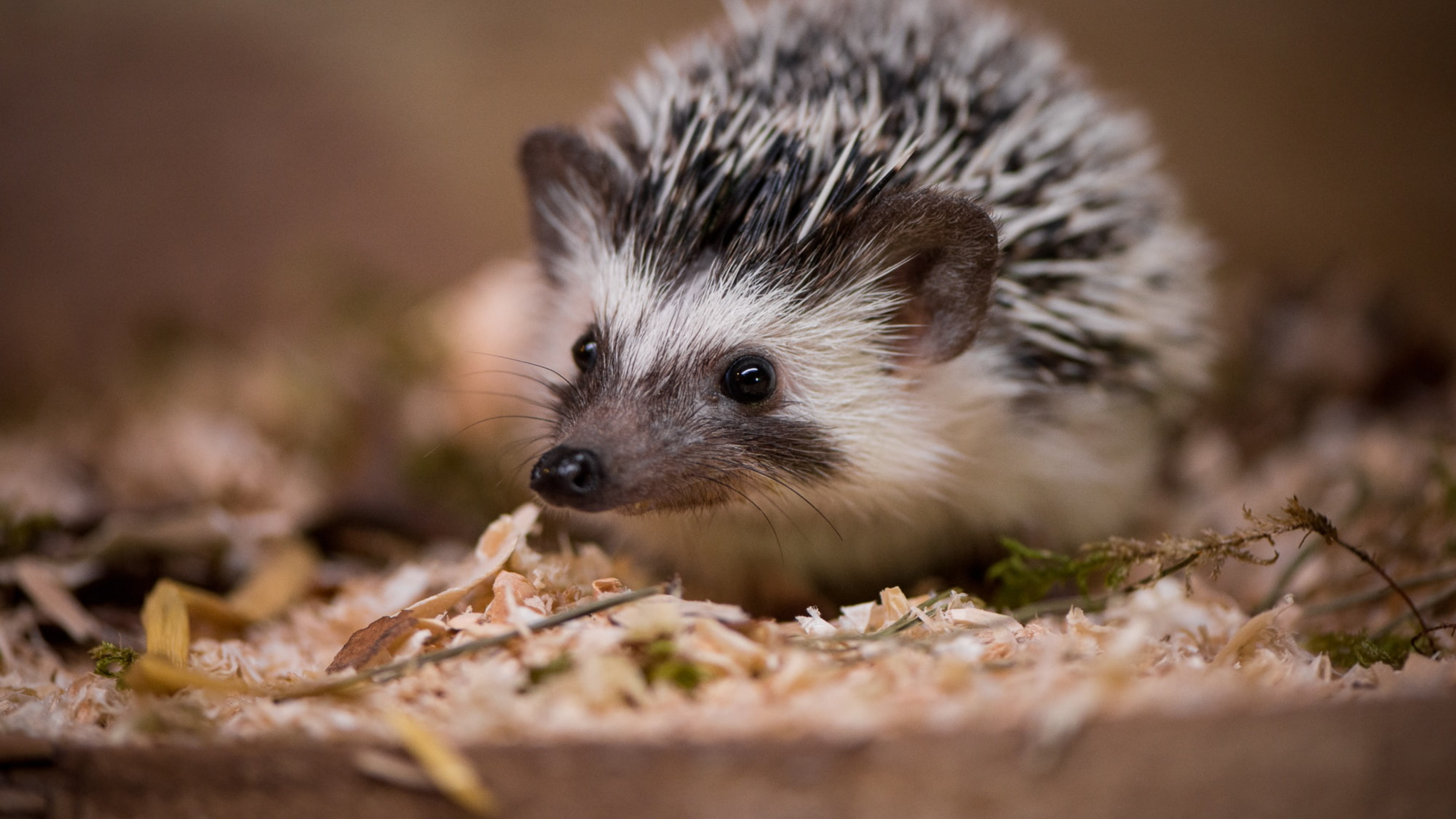 Hedgehog. Голобрюхий ёж. Амурский еж. Ушастый еж и хищники. Амурский еж фото.