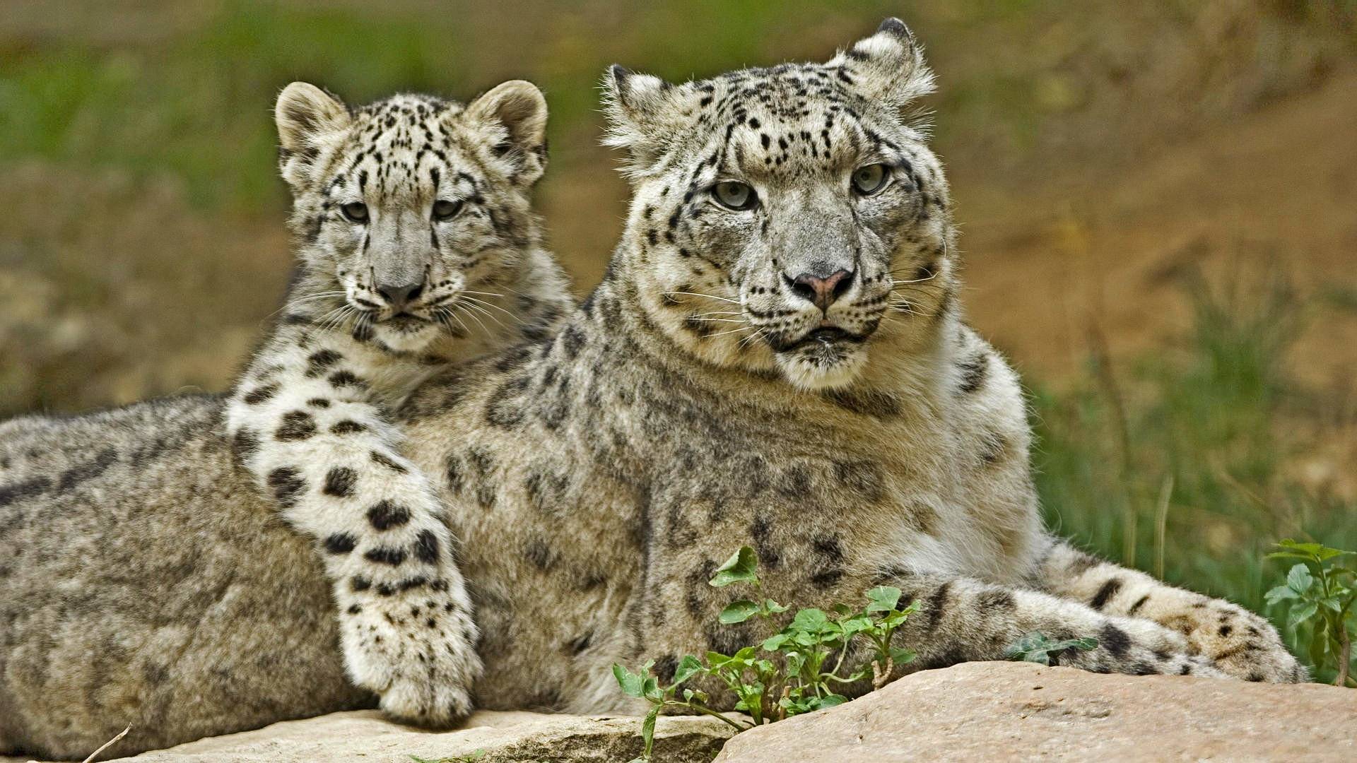 леопард, ложь