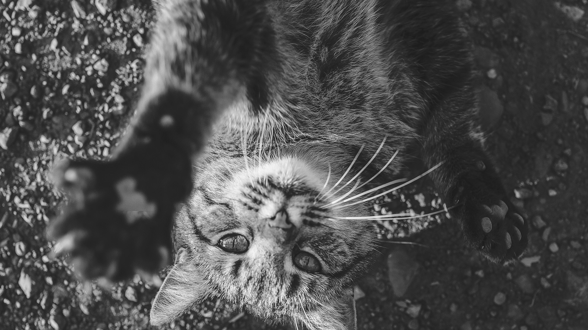 кошка, лежащая на земле, смотрит вверх