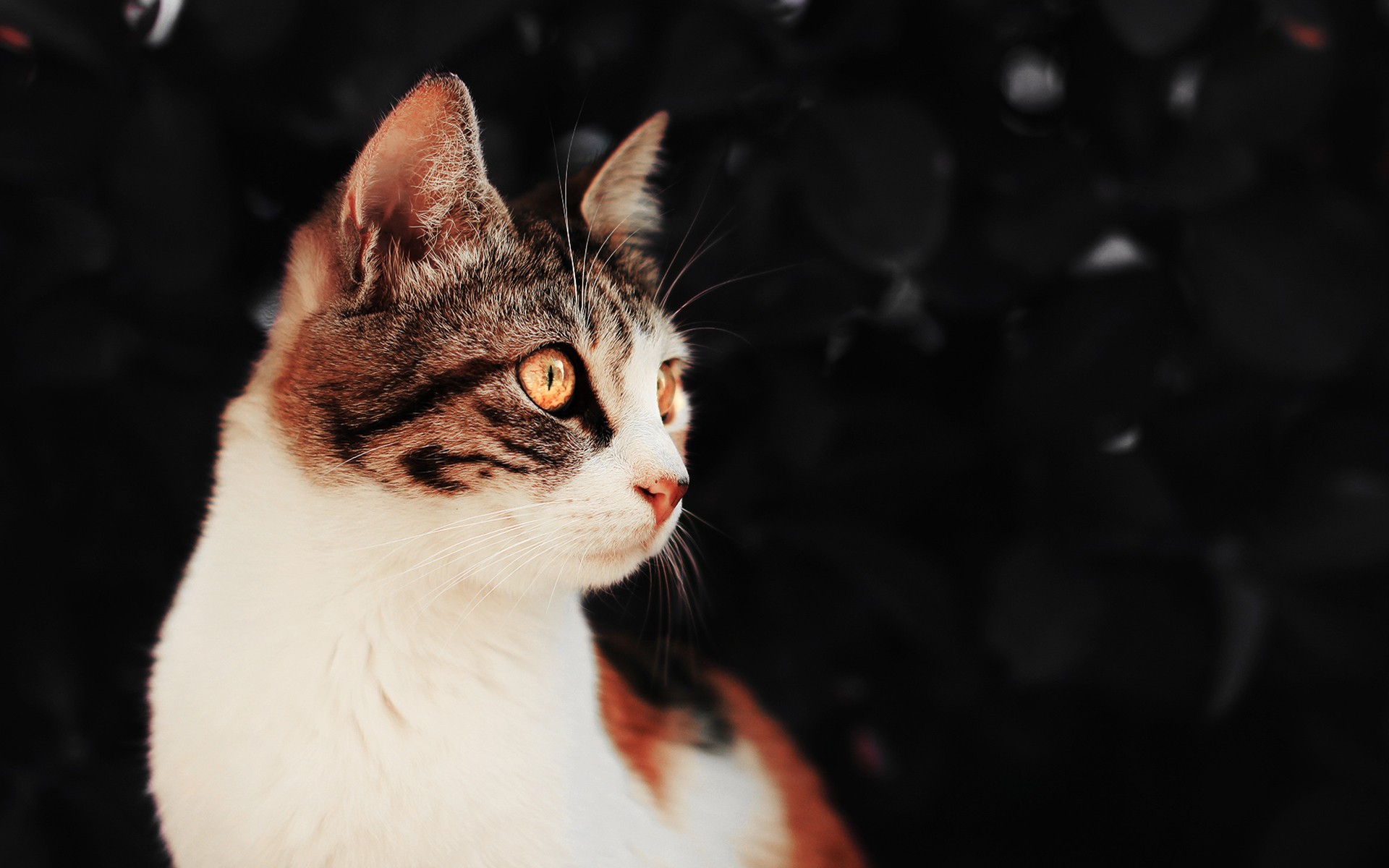 шикарный кот