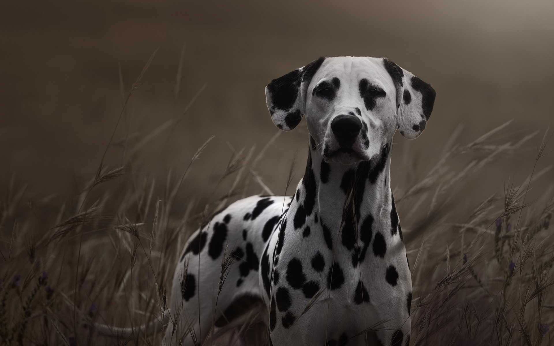 dalmatian, высший