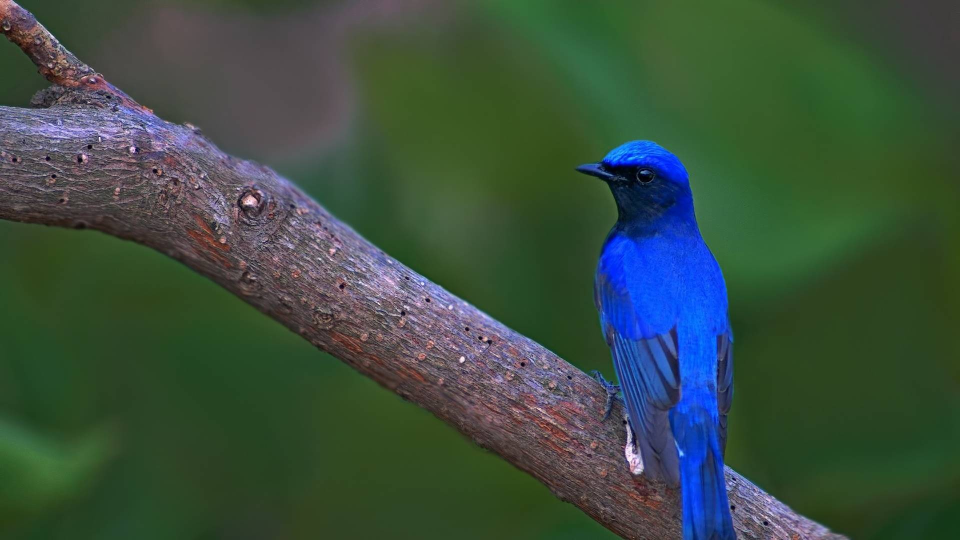 мир, летоискатель