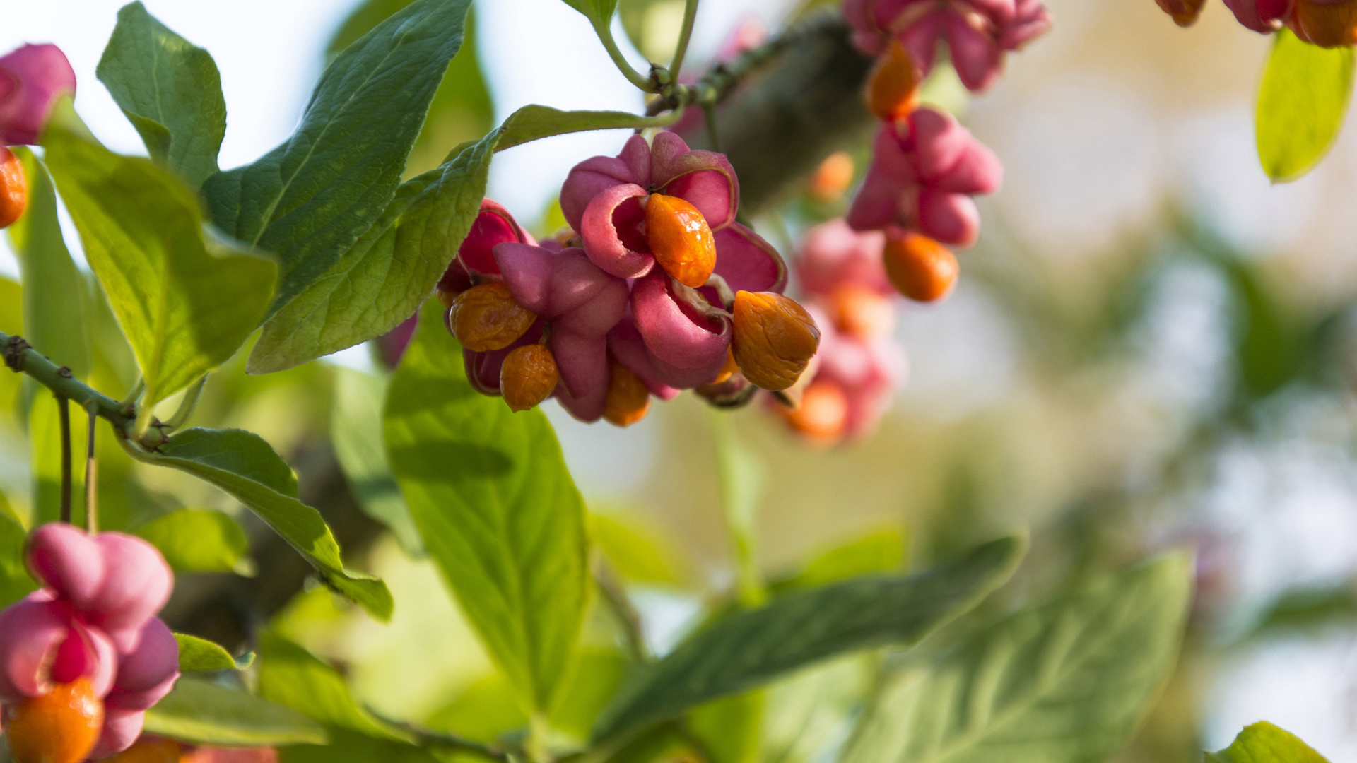 spindle, europaeus, euonymus
