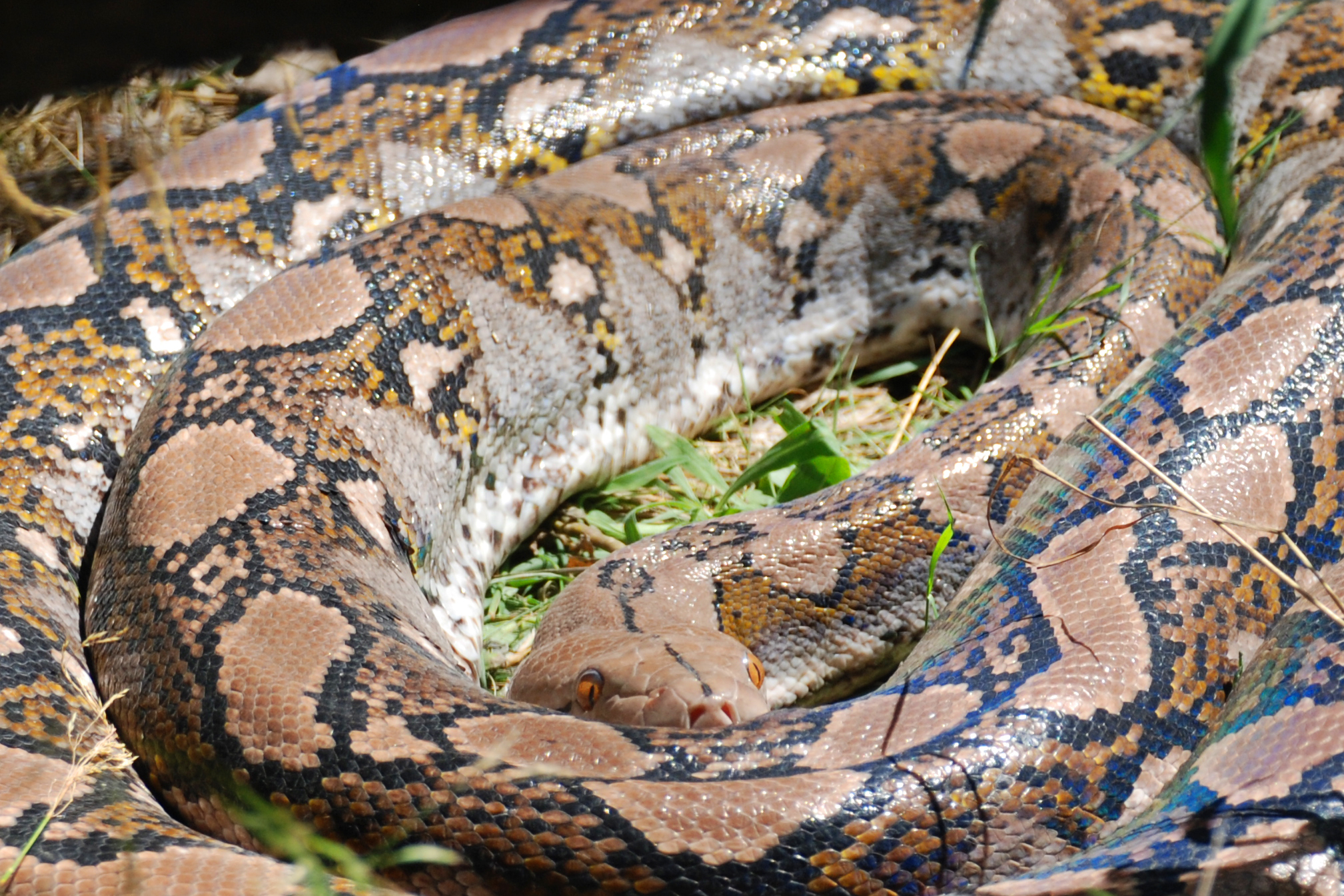 python, reticulatus, reticulate
