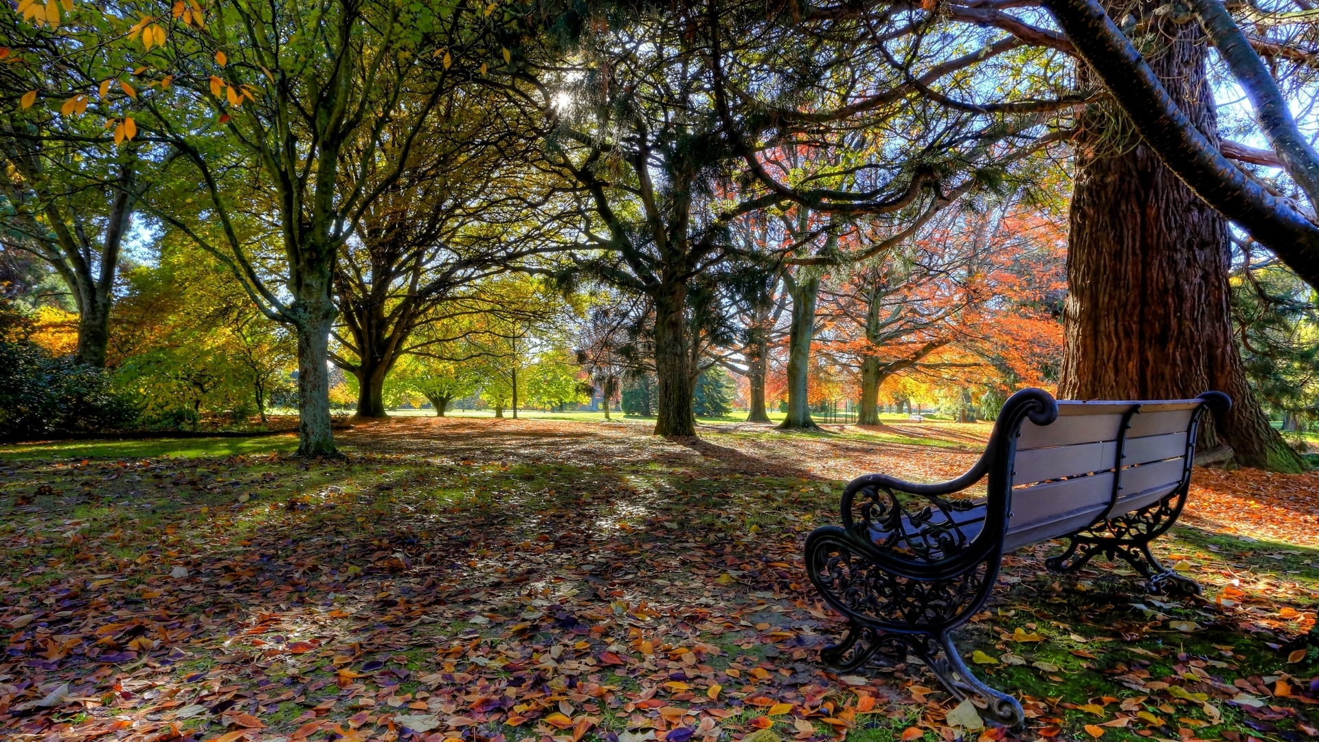 парк, осень, зеландия