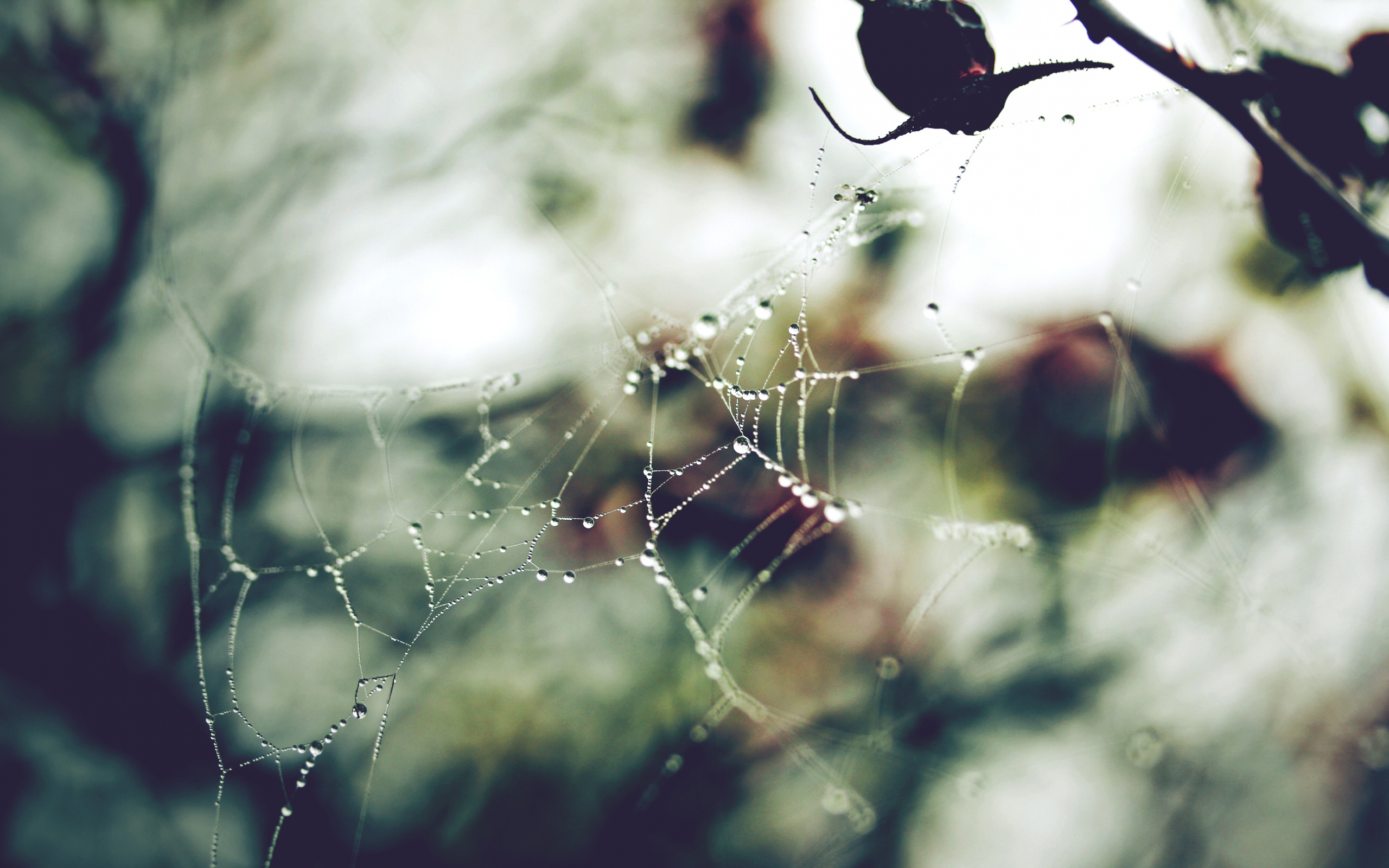 капли, макро, web