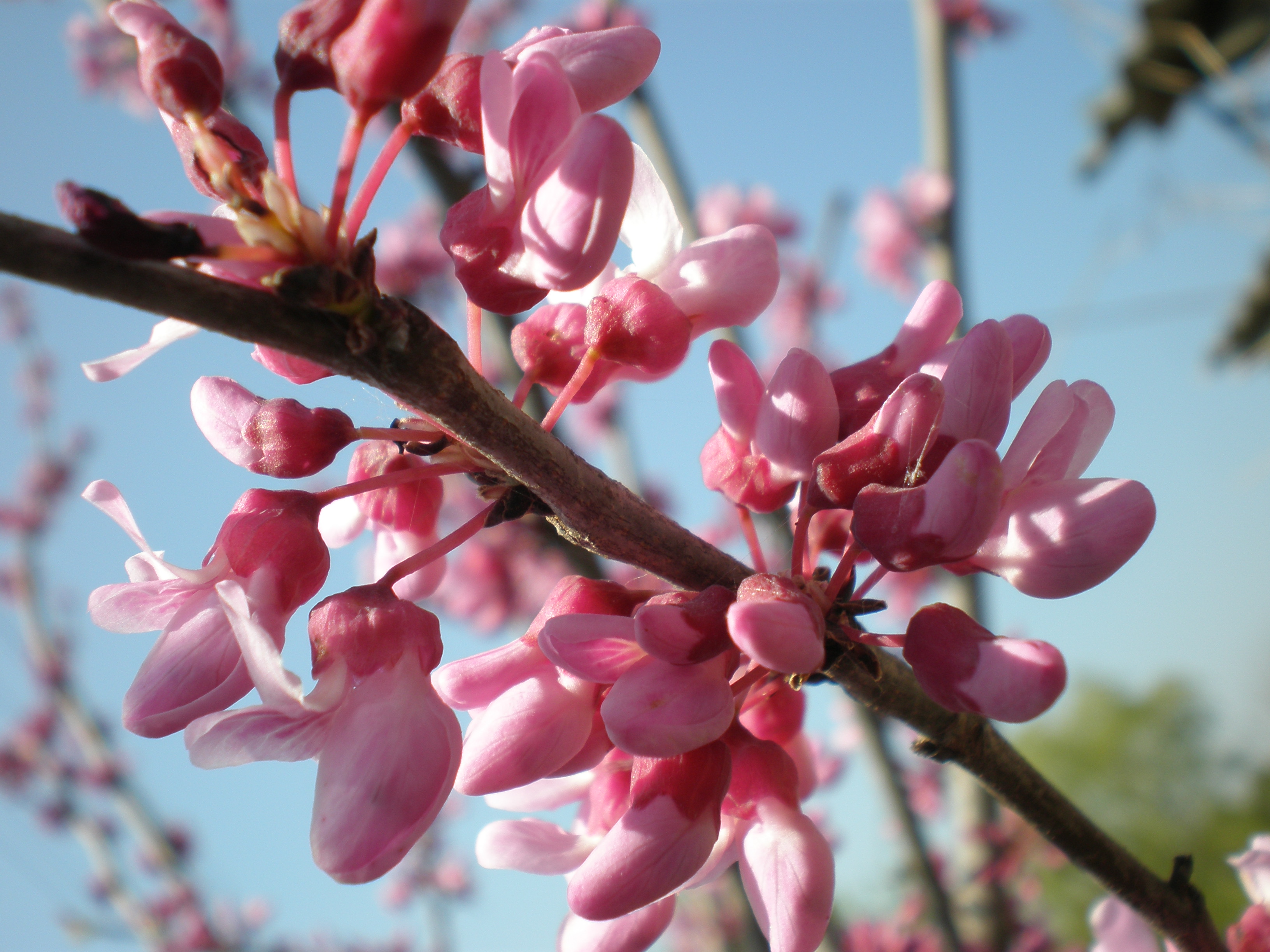 Дерево с розовыми ветками. Веточка церцис. Цветение деревьев весной. Колючее дерево с розовыми цветами.