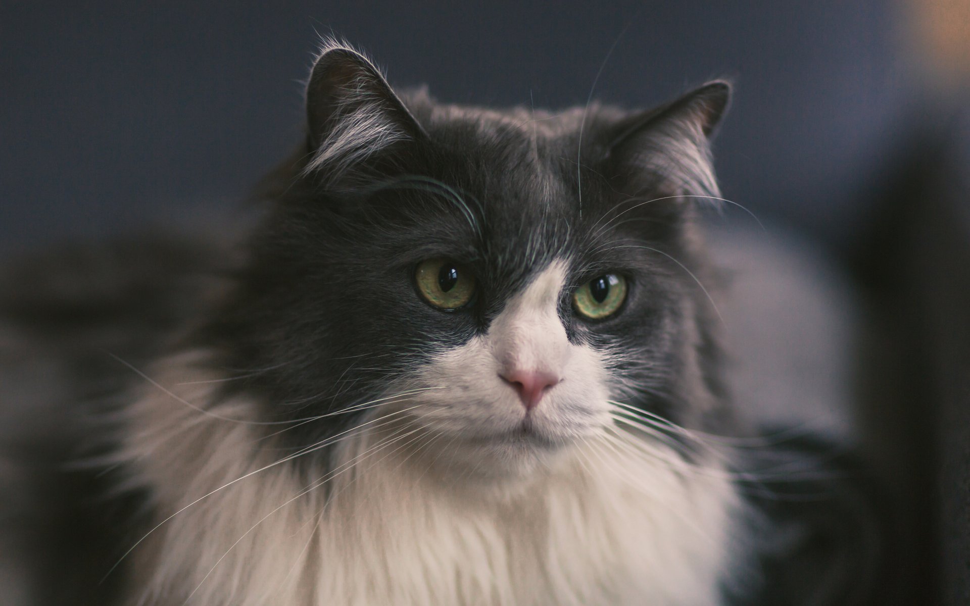 id, смесь, котенок