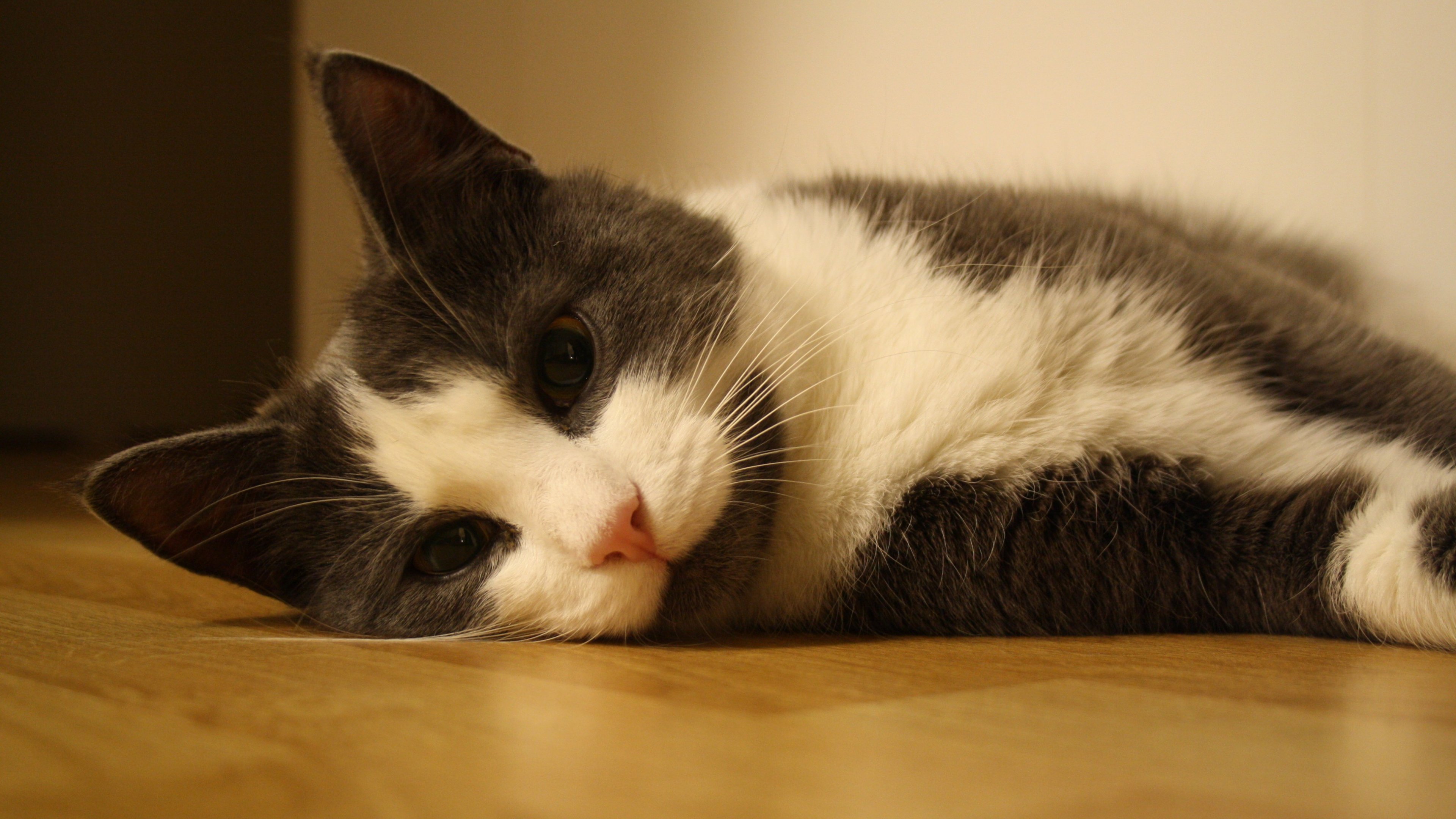 кот