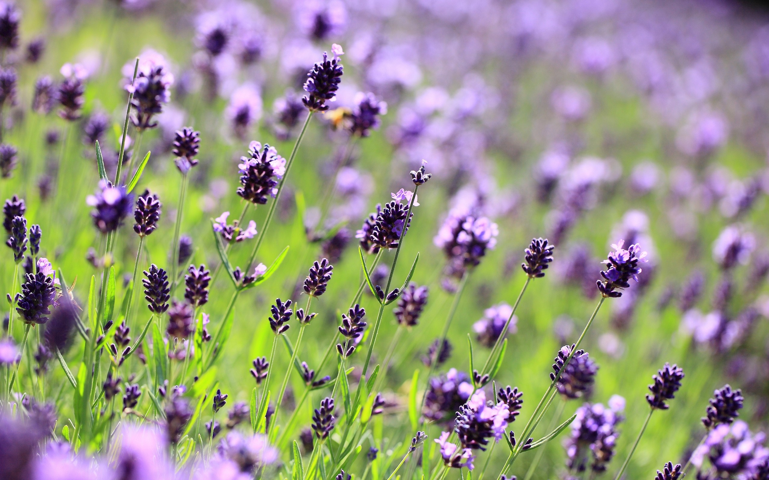 lavender, cvety