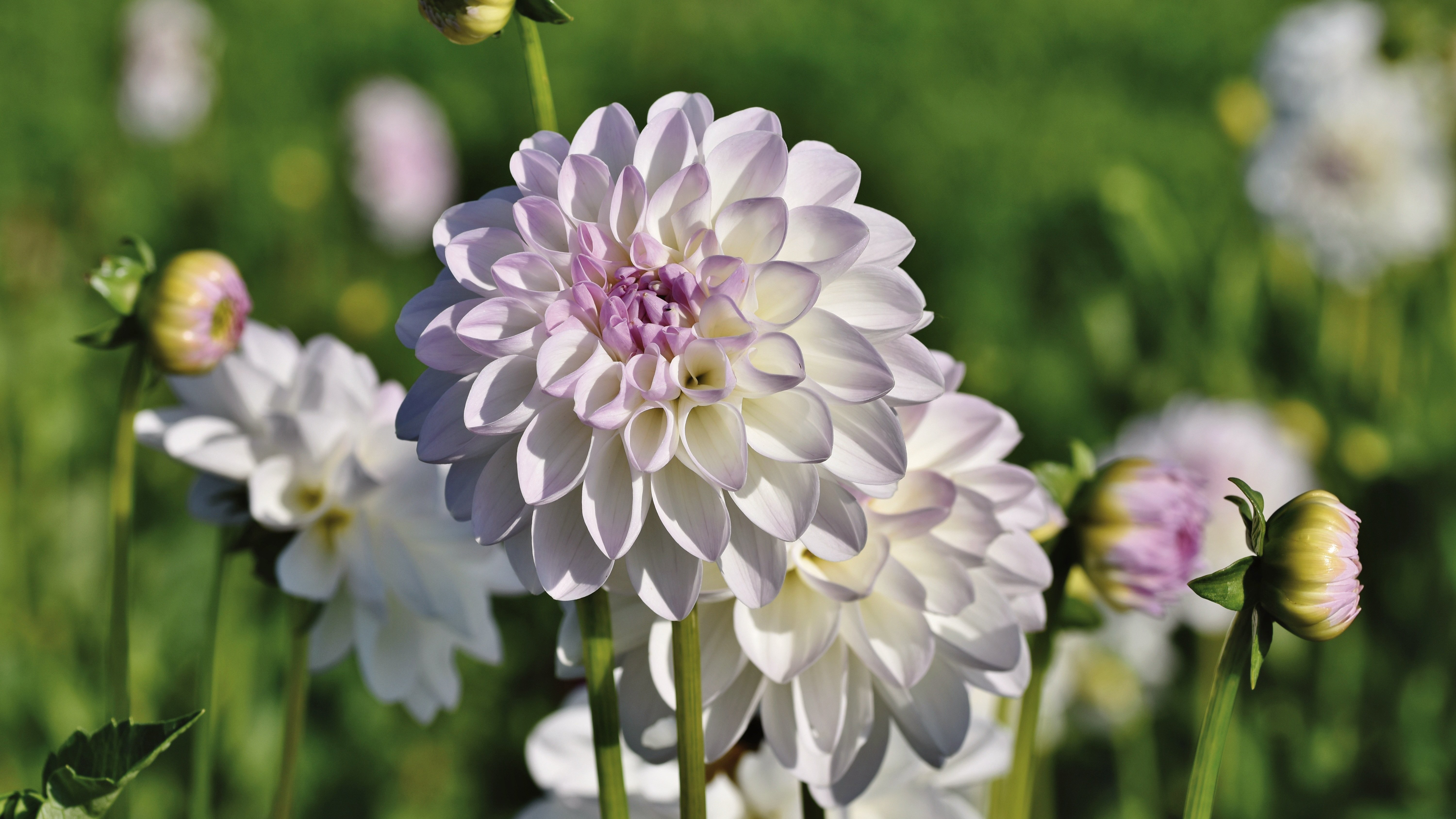 dahlia,les, offre