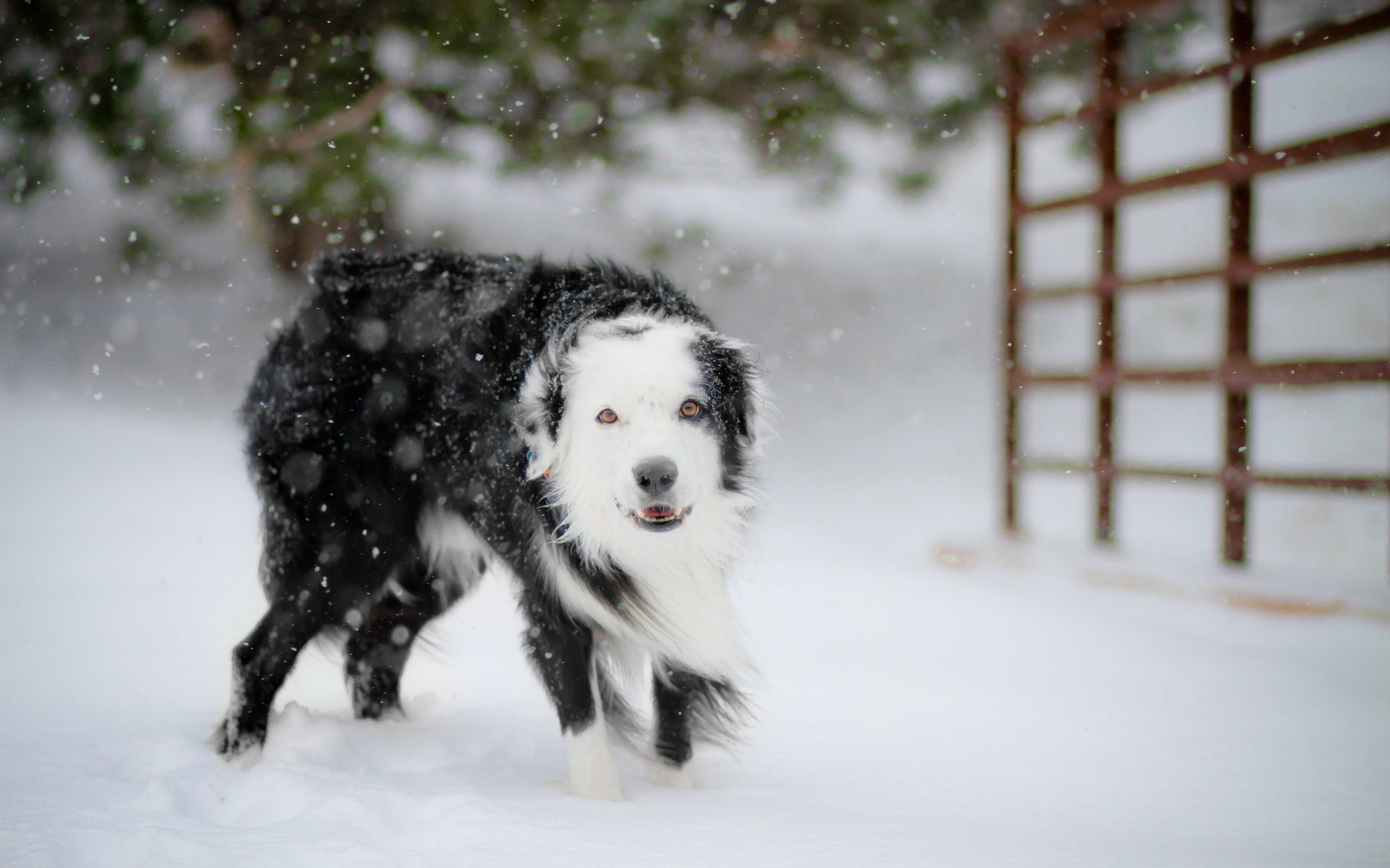 собака снег морда одиночество бесплатно