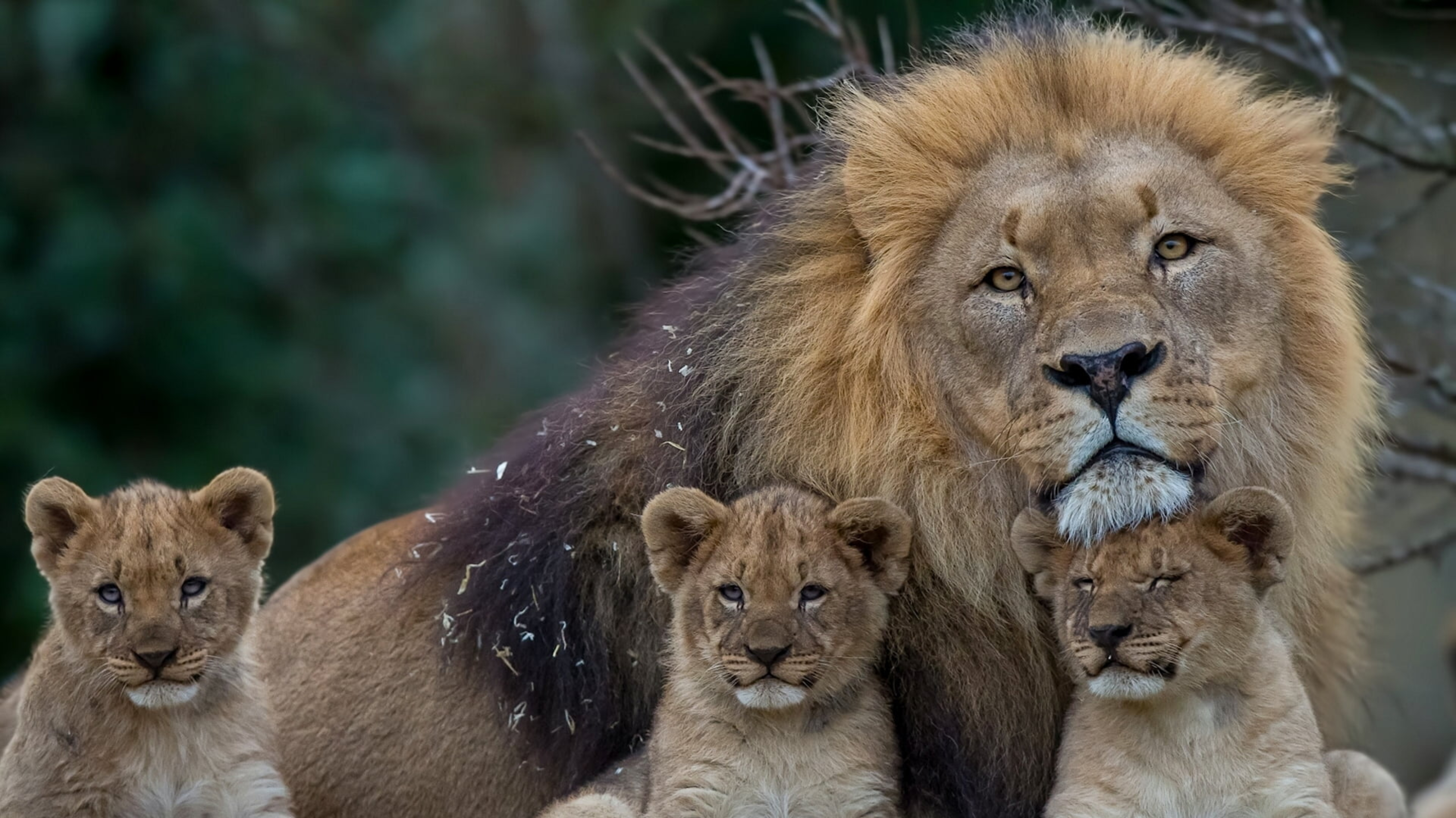 Семья диких животных. Львята в прайде. Лев львица и 3 львенка. Львиный Прайд. Львинный Прайм Лев львица 2 львенка.