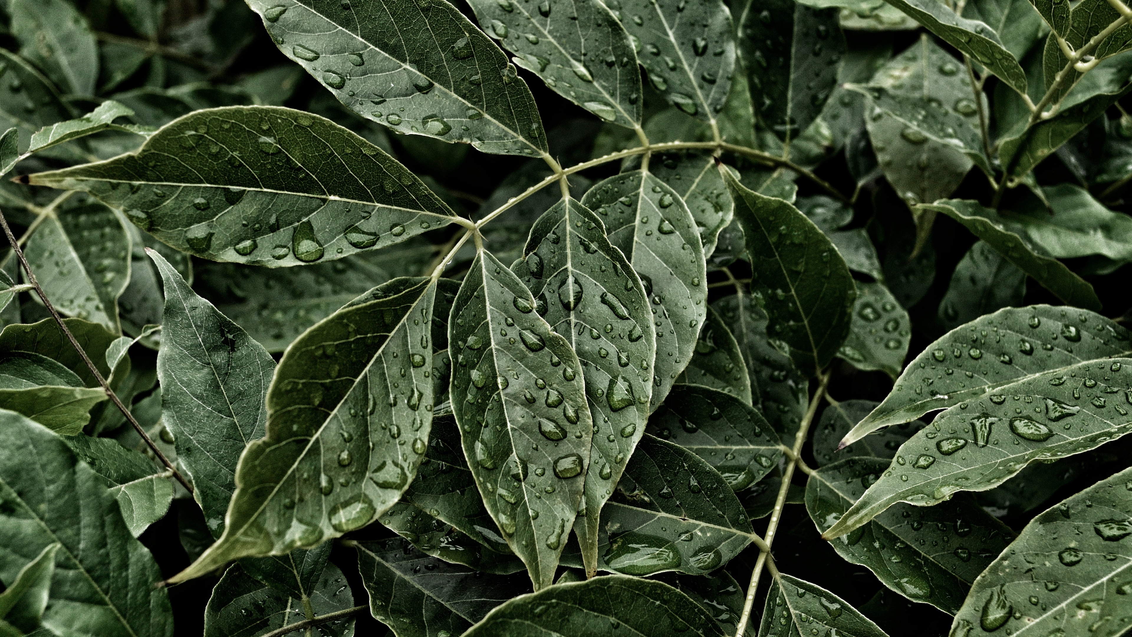природа, water, drop