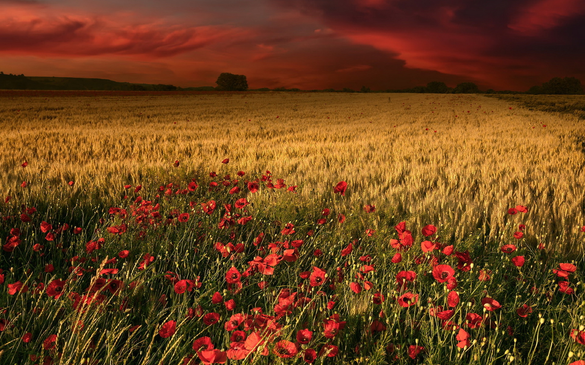 ди, запас, папавери