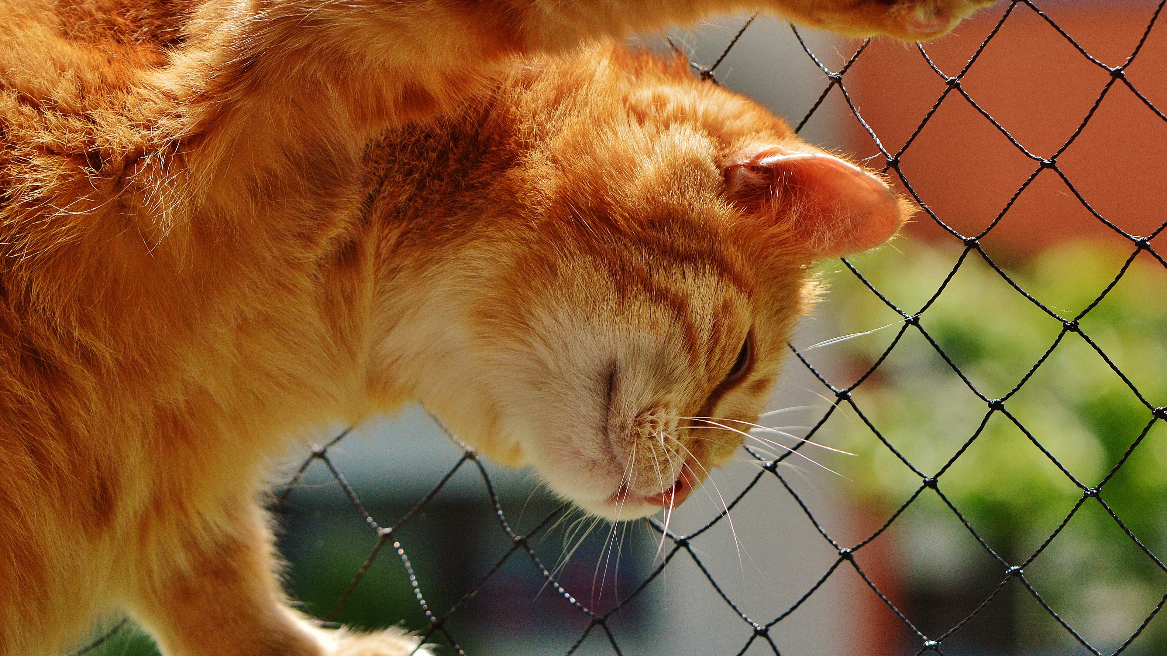 домашнее животное