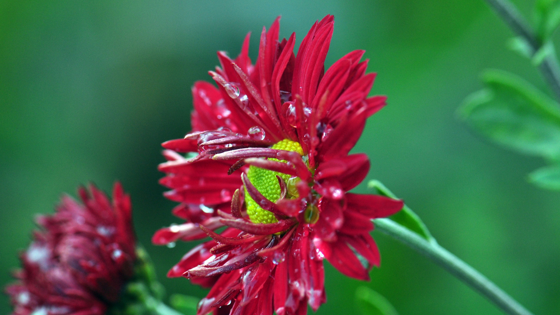 пейзаж, роса