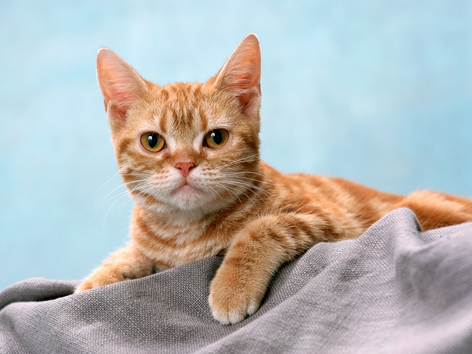 кот, животное, котенок