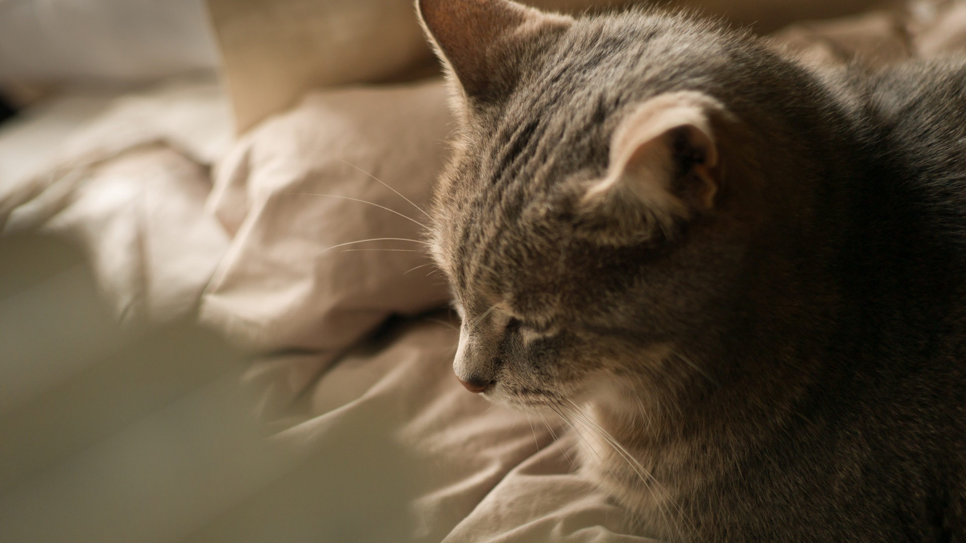 лени, кот, пагина