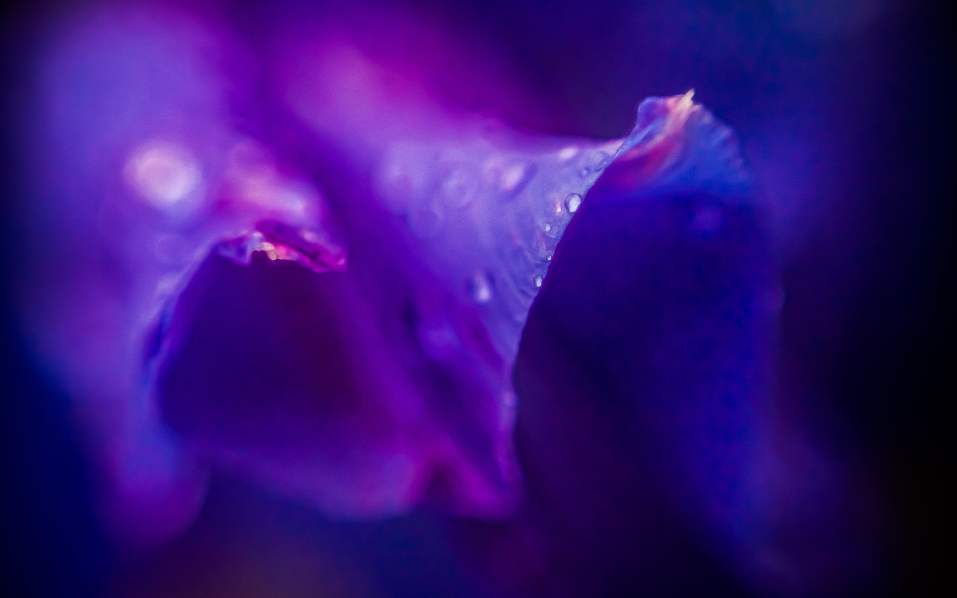 purple, цветы, сиреневый