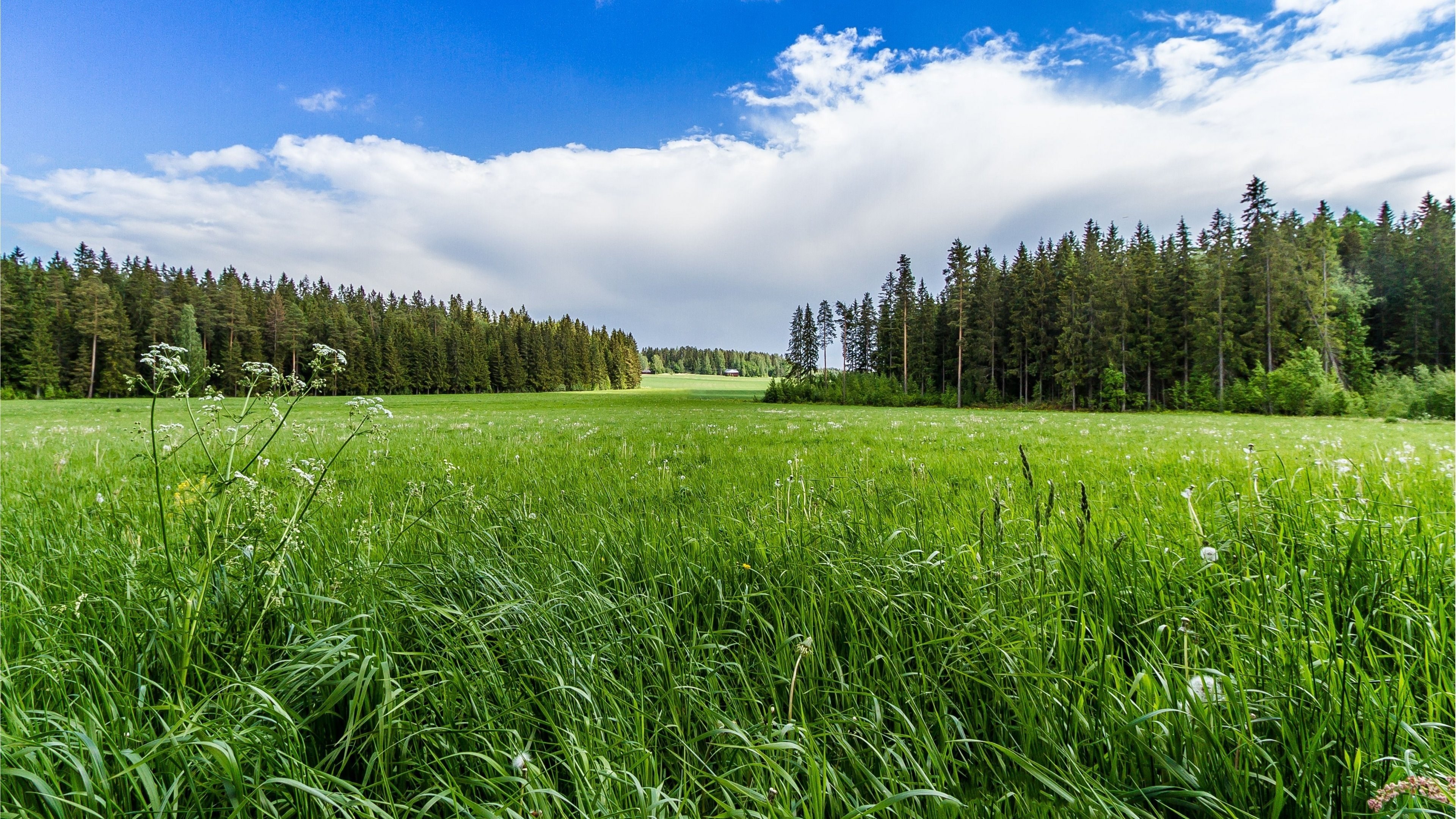лес, небо, трава