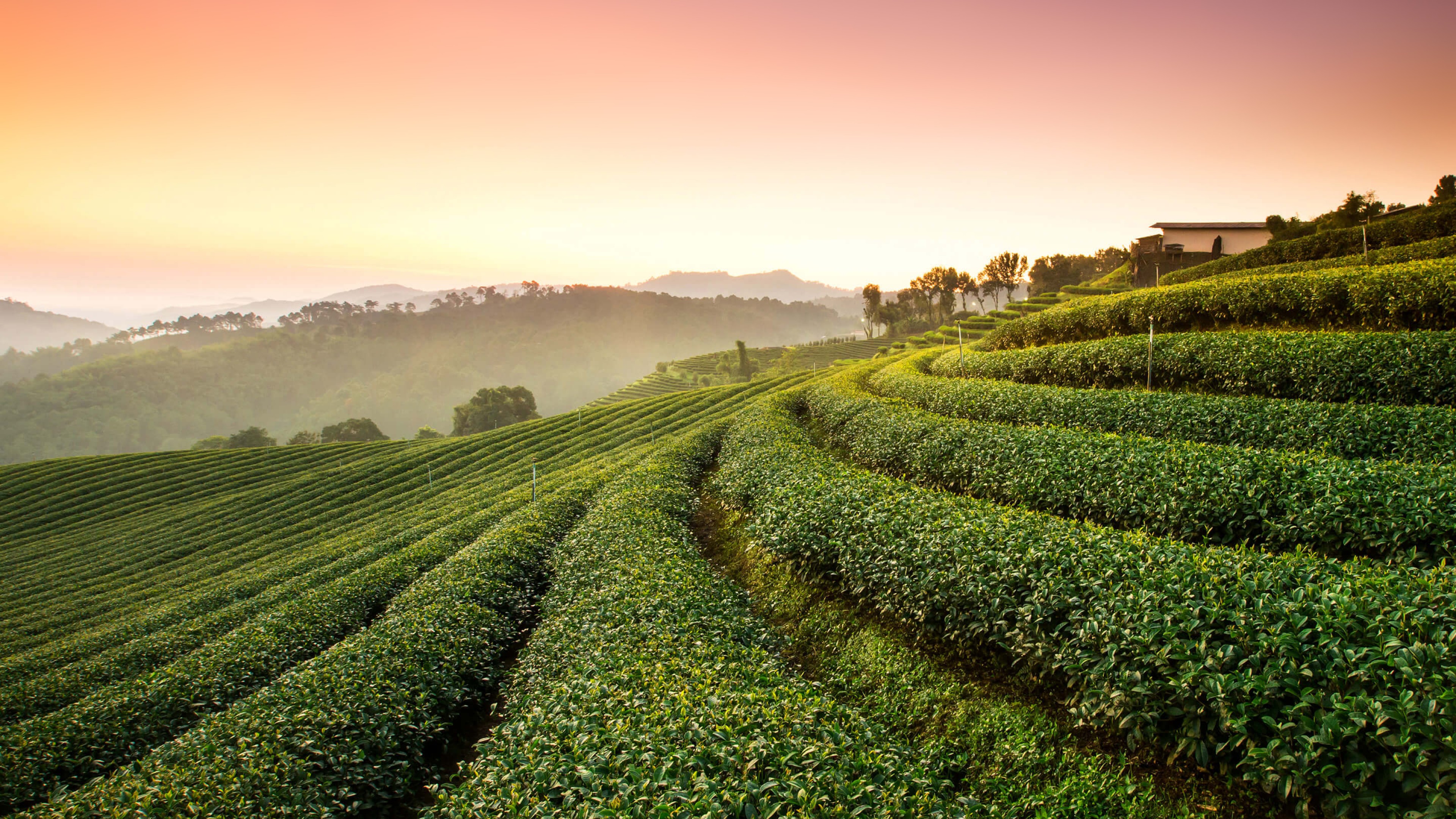 Шри ланка кофе. Чайные плантации Гринфилд. Чайные поля Посон Южная Корея. Шри Ланка чайные плантации. Тибет чайные плантации.