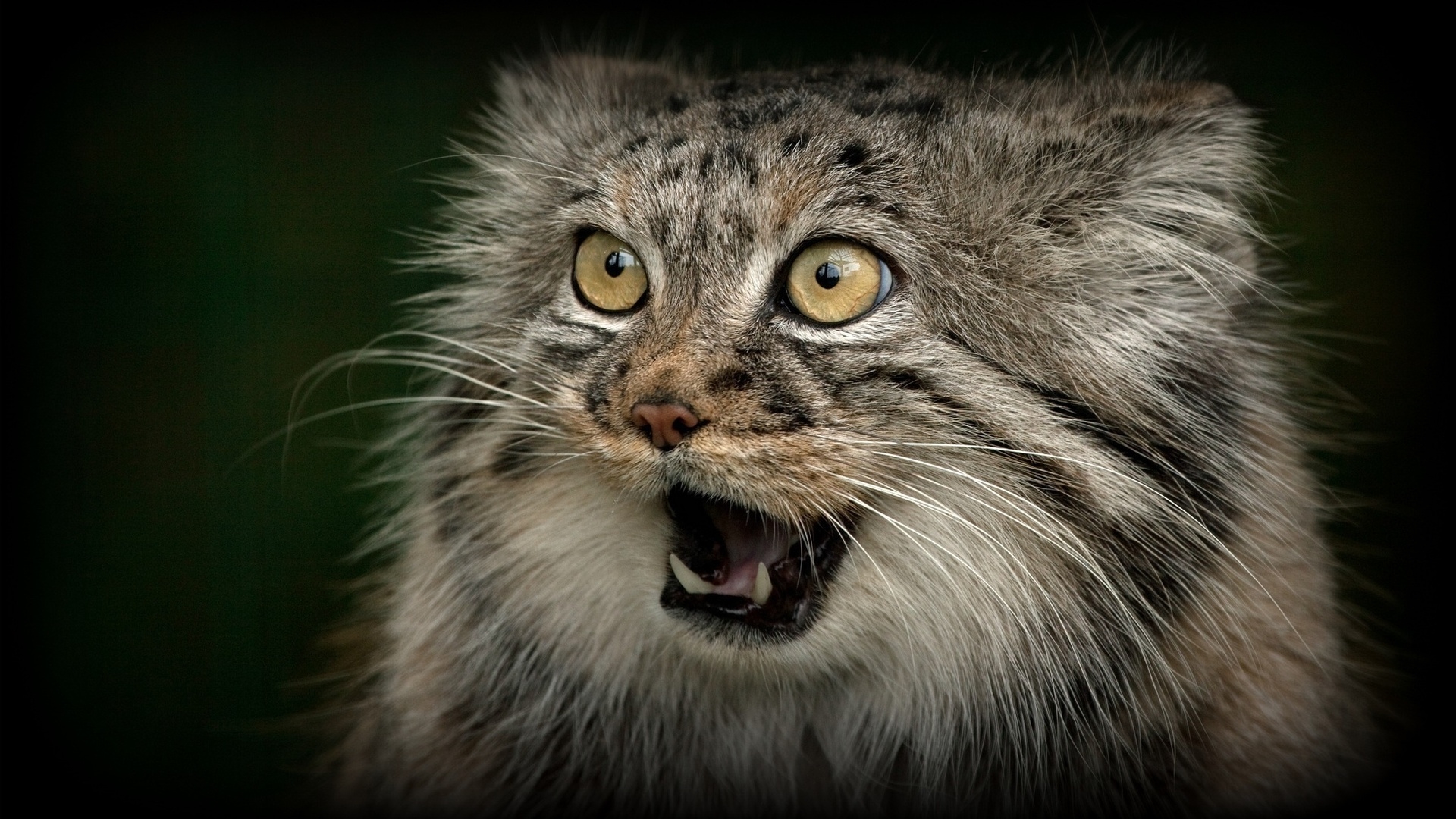 кот, хищник, глаза