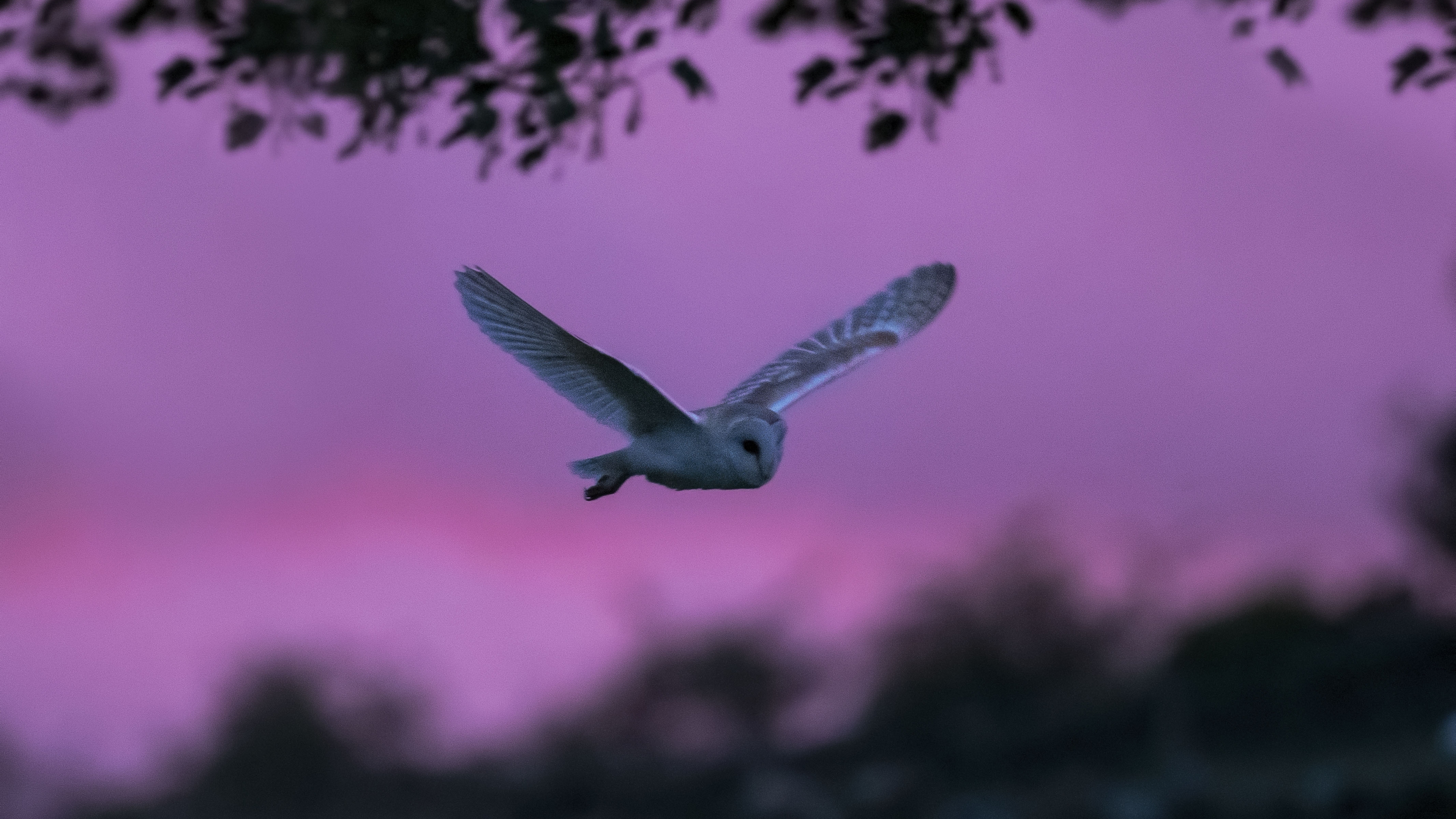 falconiforme, falconiform, guna