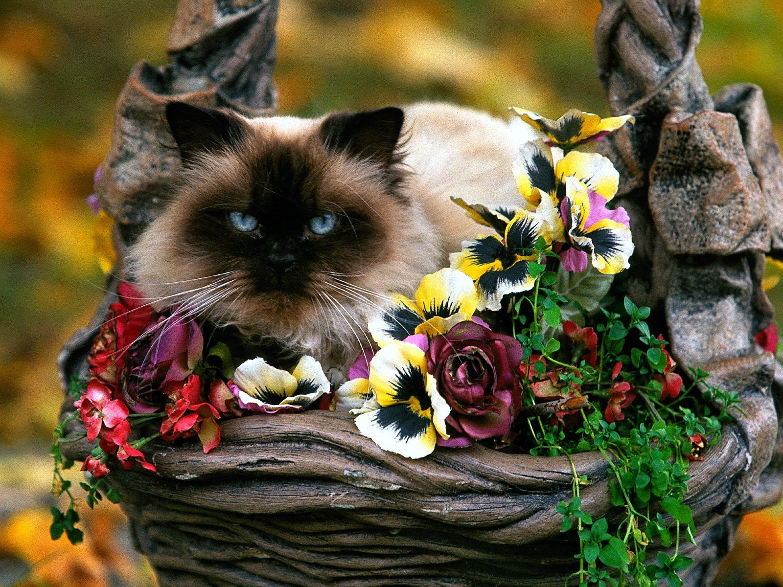 кот, цветы, корзина