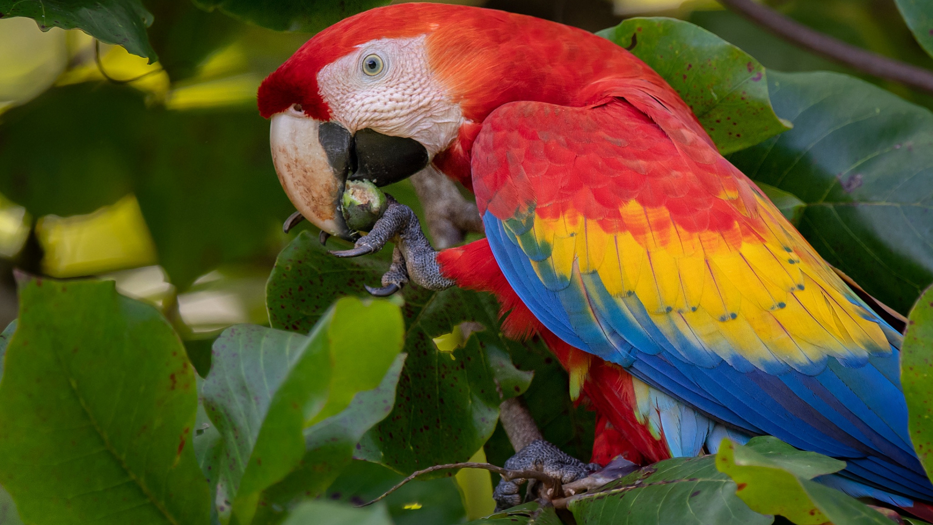 мачо, красное, свиное