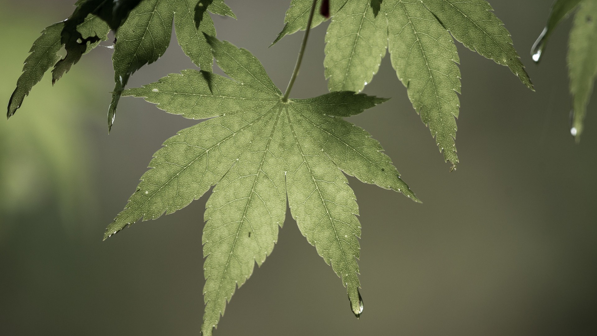 leaf