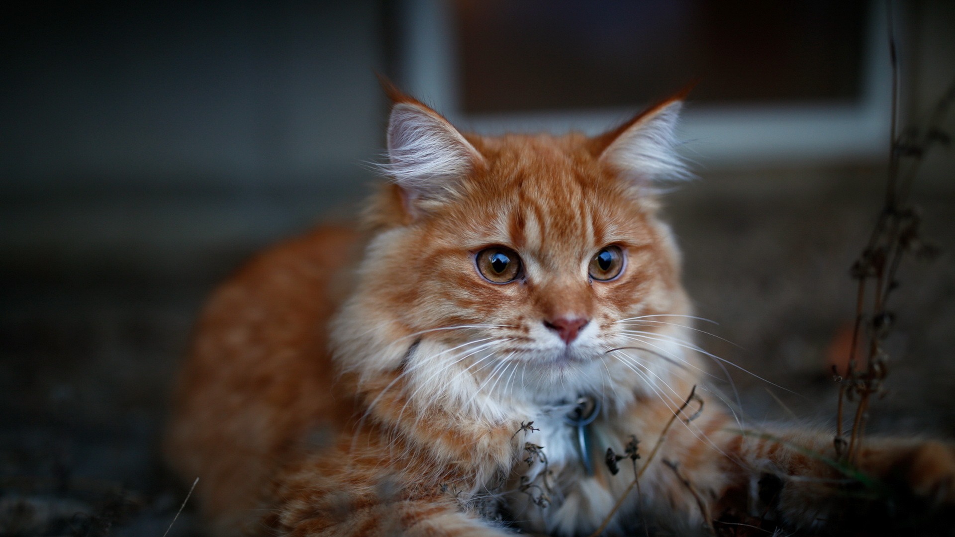 красный, кот, кисточка