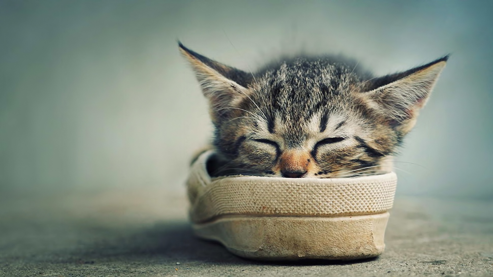 Милый котенок в миске с листочками без смс