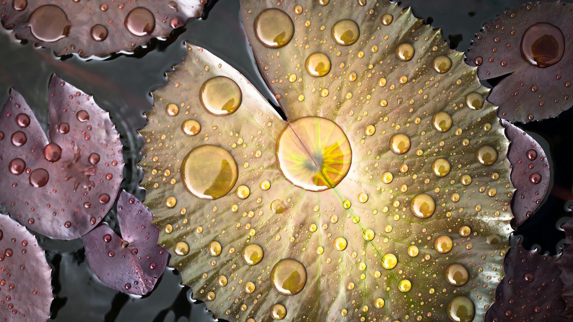drops, water, роса